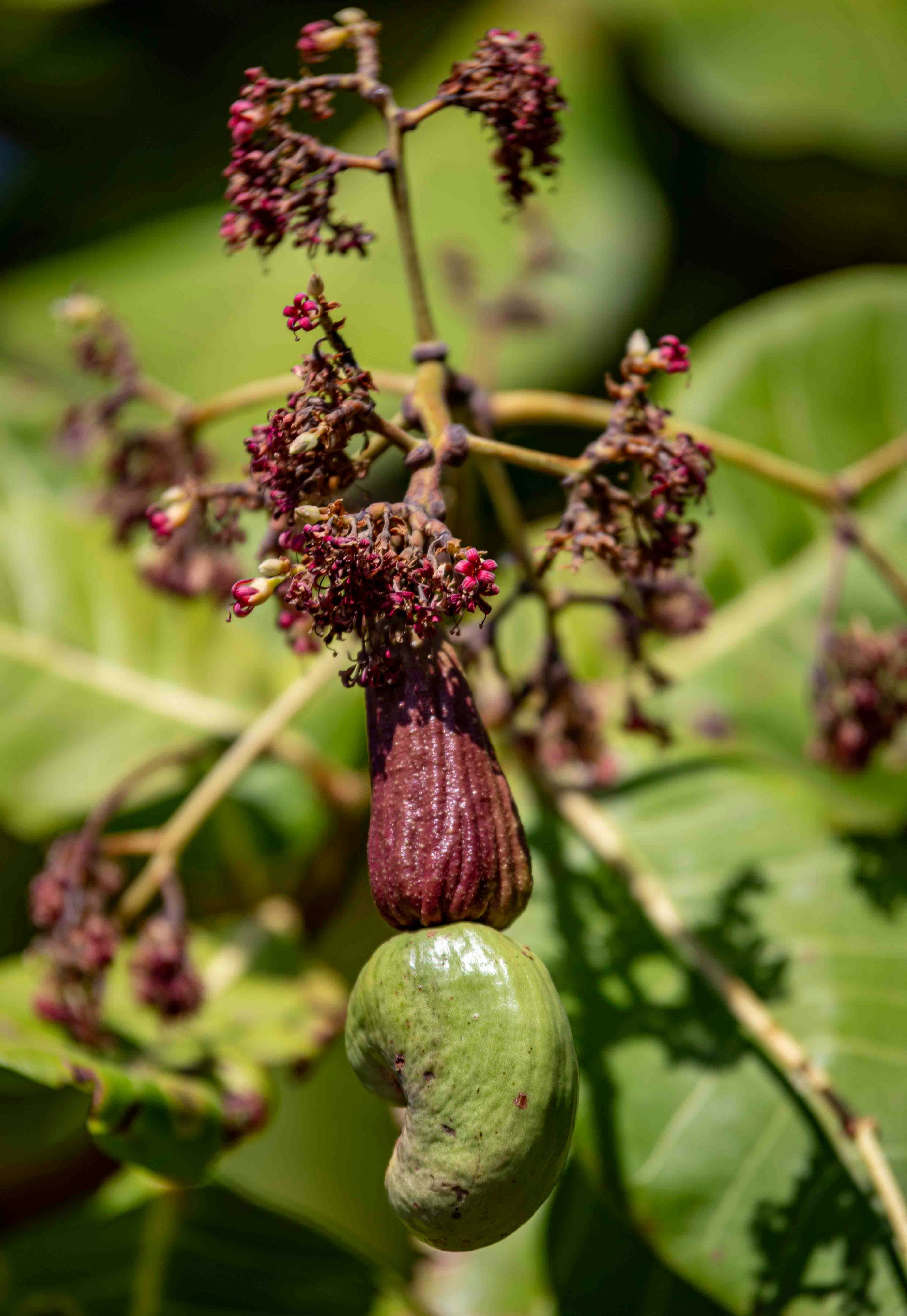 A close up of a tree with a bunch of fruit hanging from it