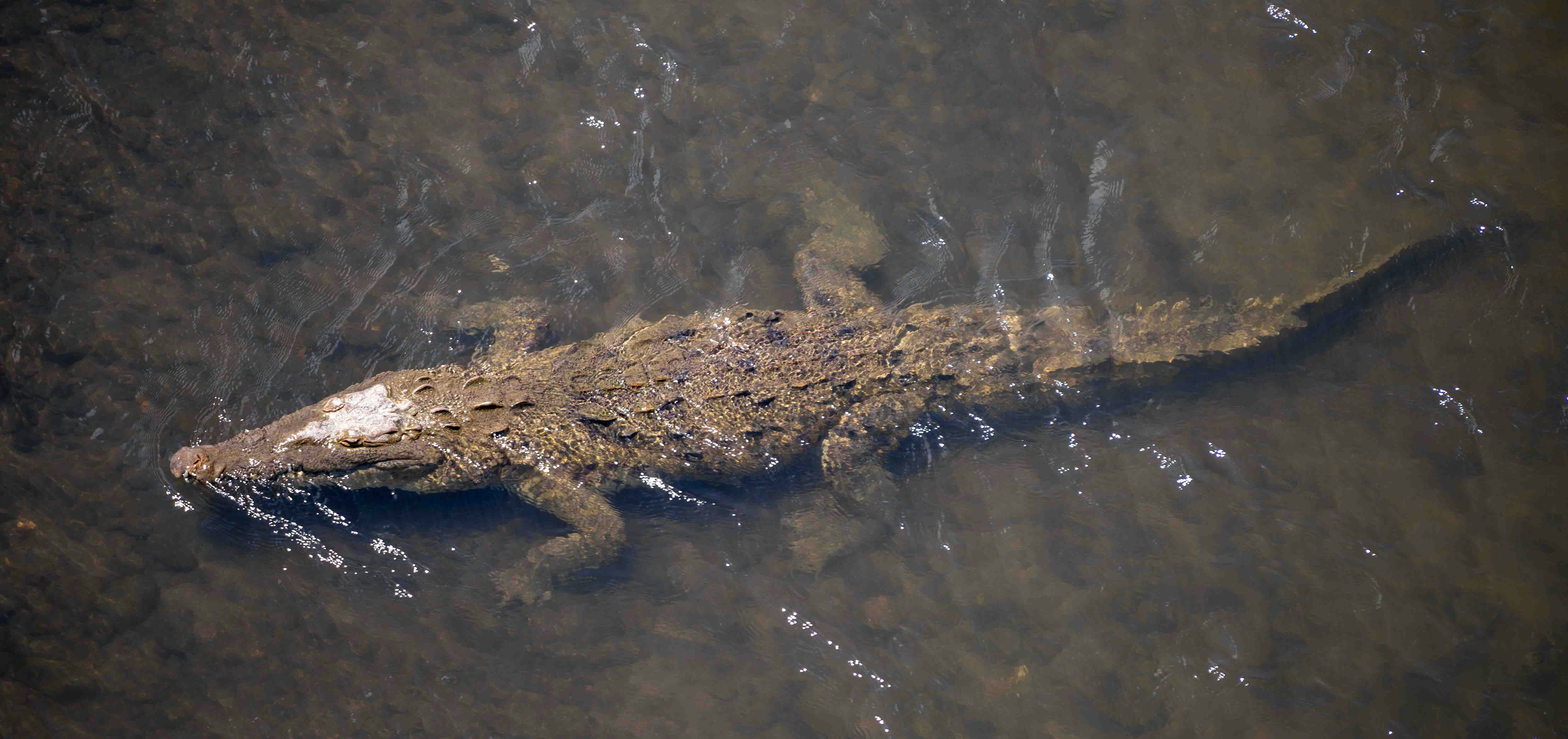 Why Crocodiles Matter to Ecosystems (image credits: unsplash)