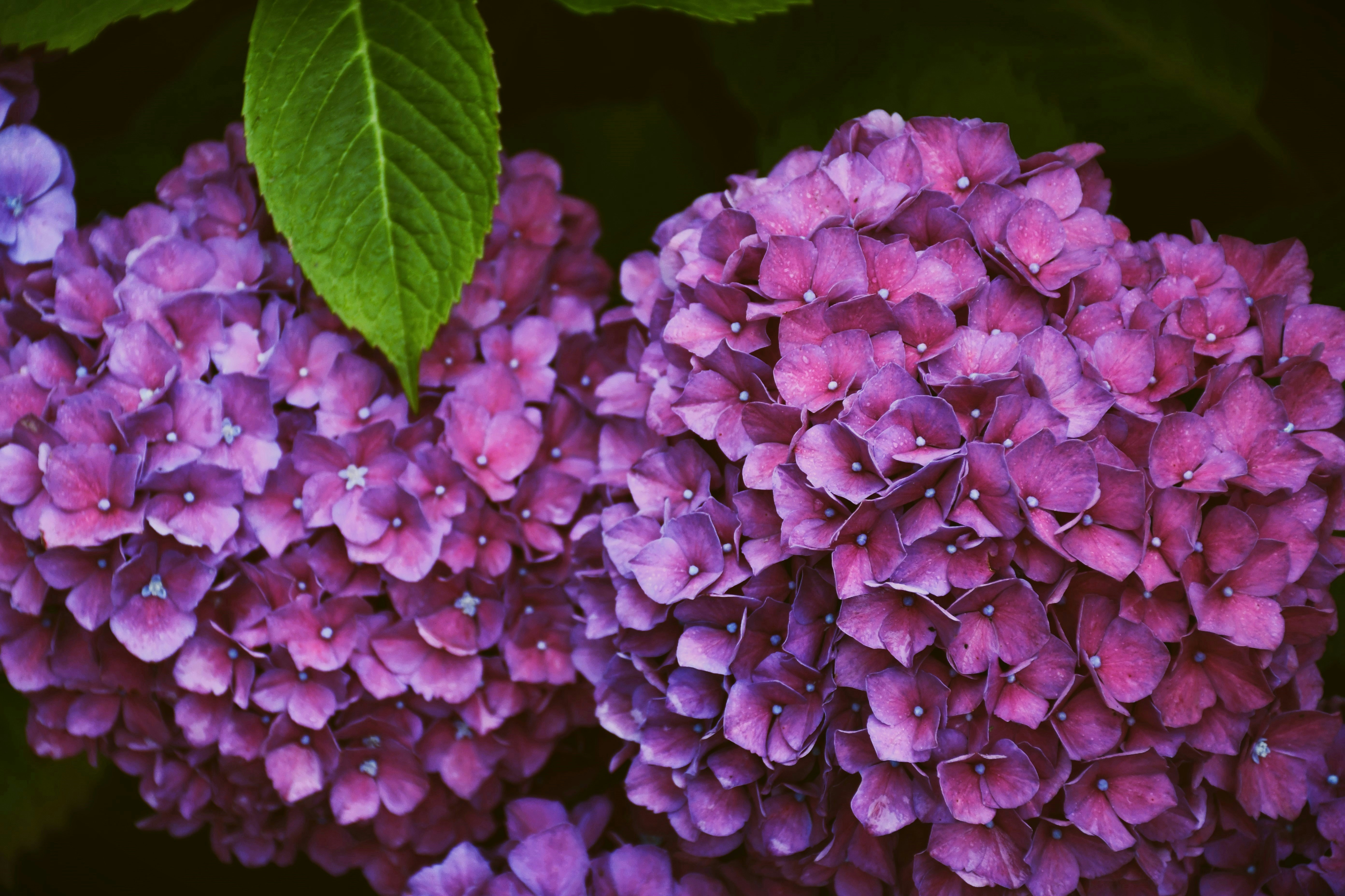 Photo by oleksandra_syrytsia