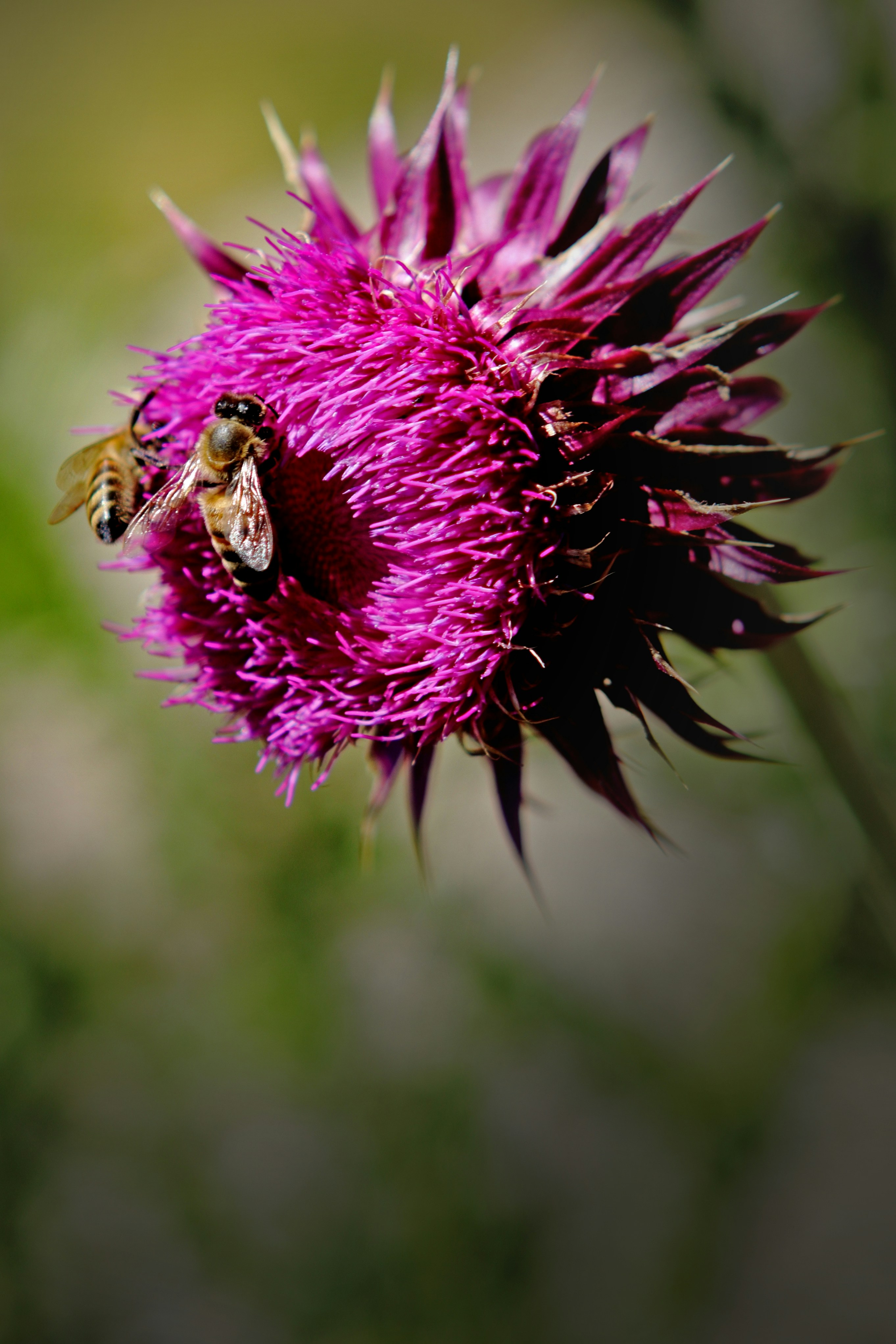 Photo by judy_beth_morris_idaho