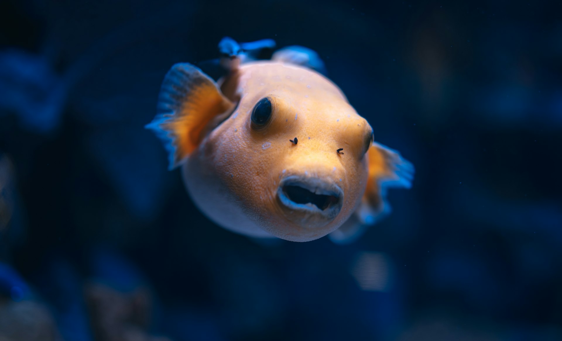 A close up of a fish in a tank
