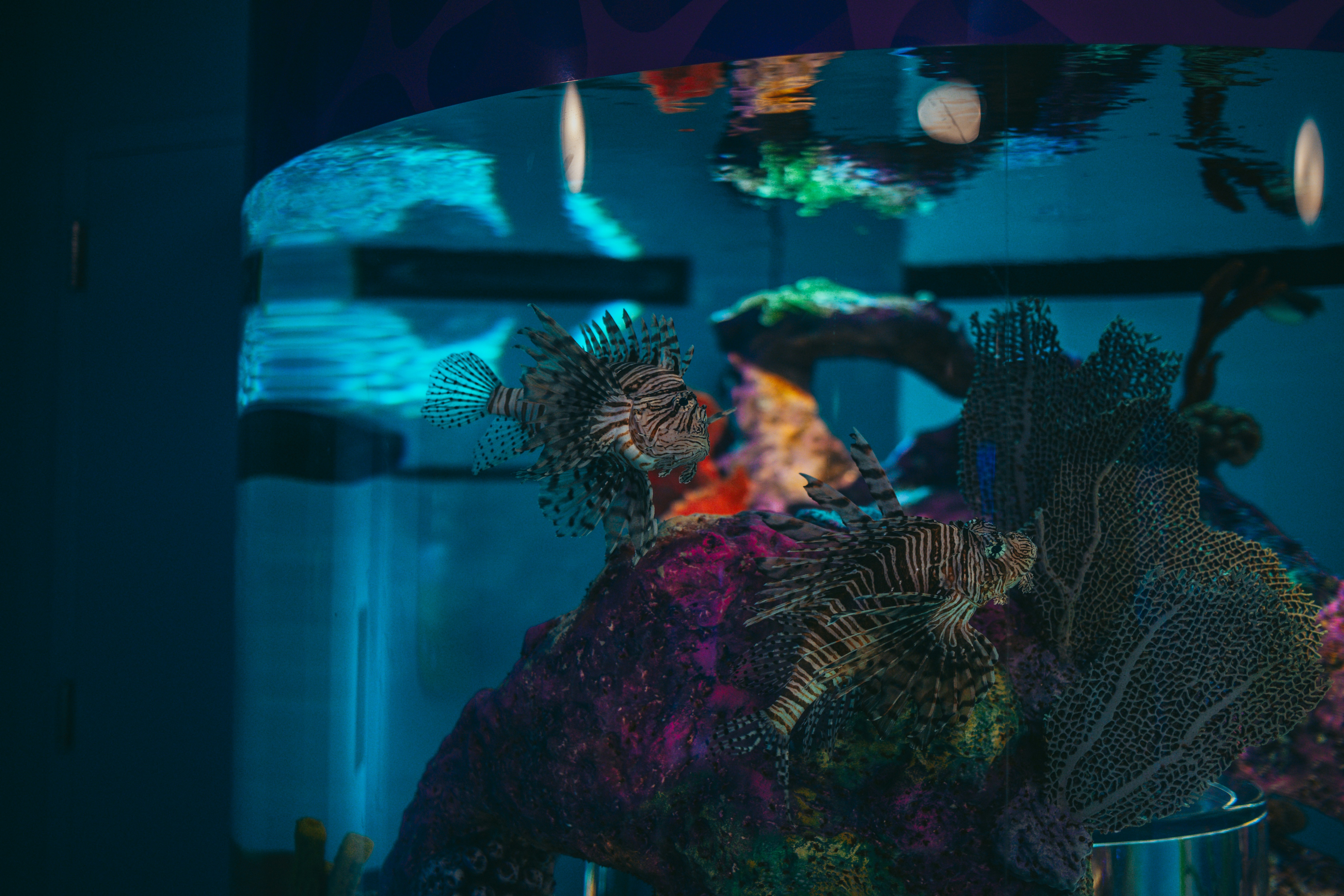 A vase filled with flowers sitting on top of a table