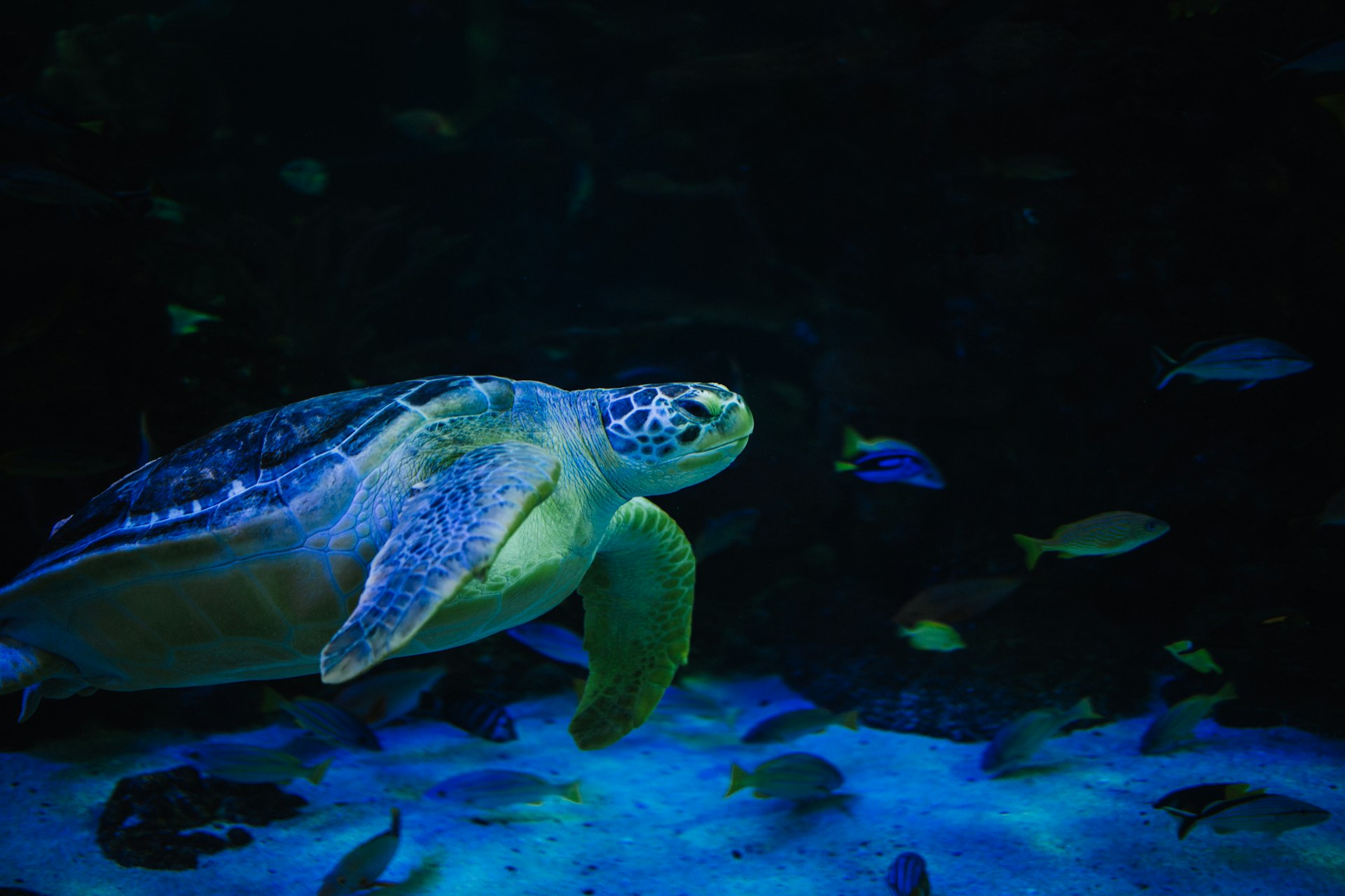 A turtle swimming in an aquarium at night