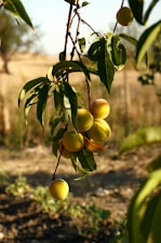Fruits at a Food forest & agroforestry plantation in Udaipur, Rajasthan by Pukaar and Bhuvnesh