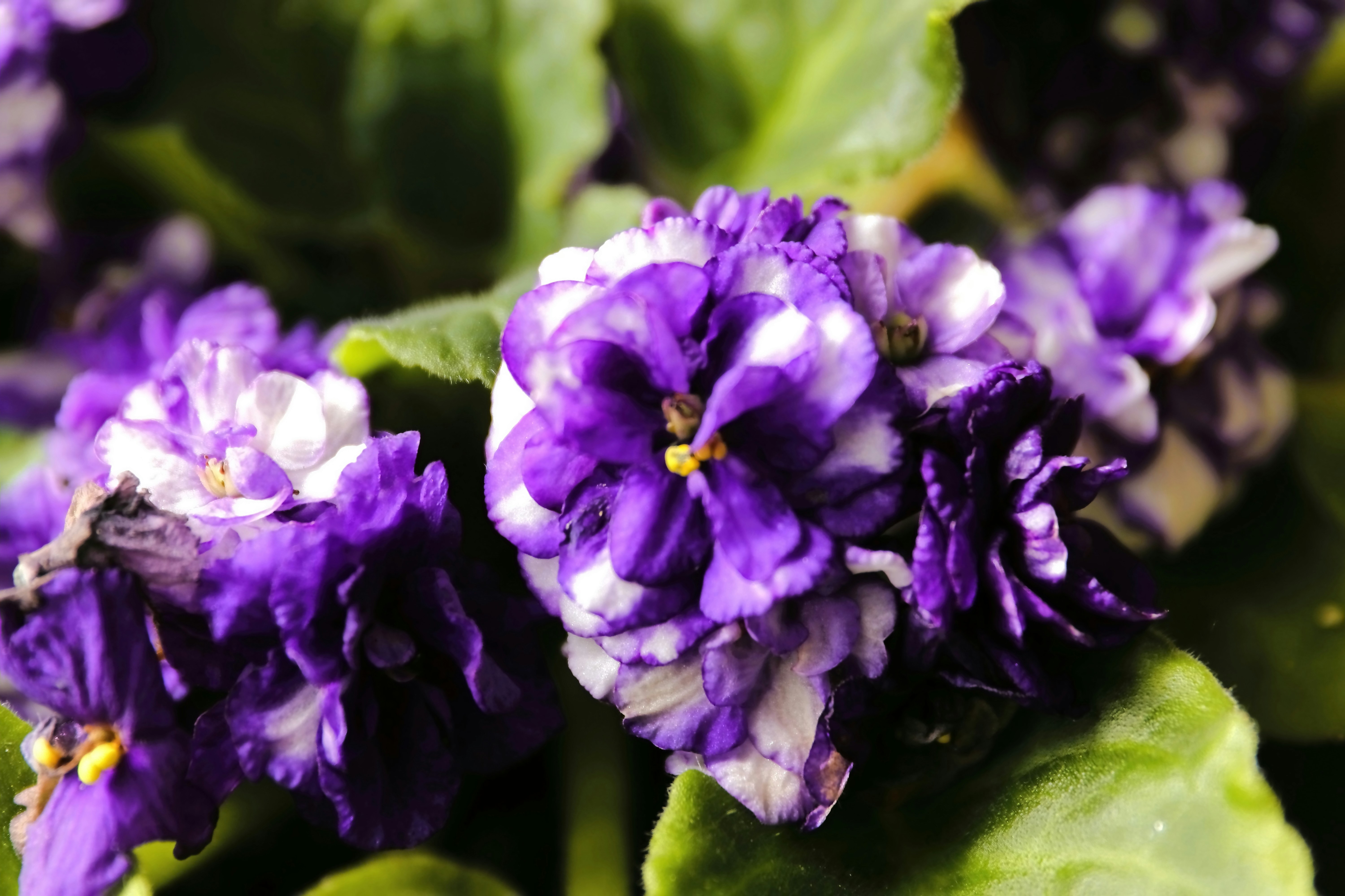 A group of purple flowers with green leaves