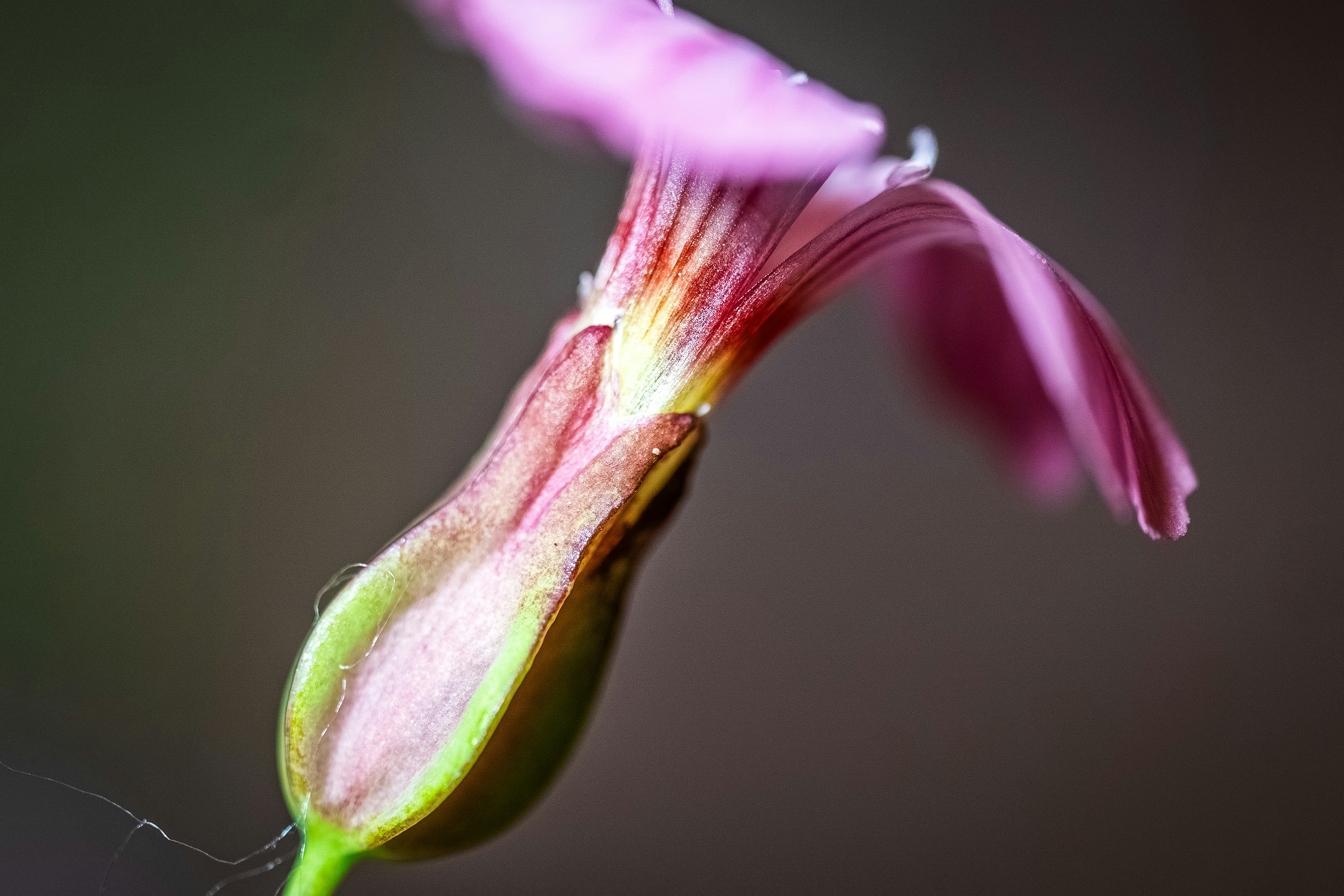 Photo by mharrisonphotography