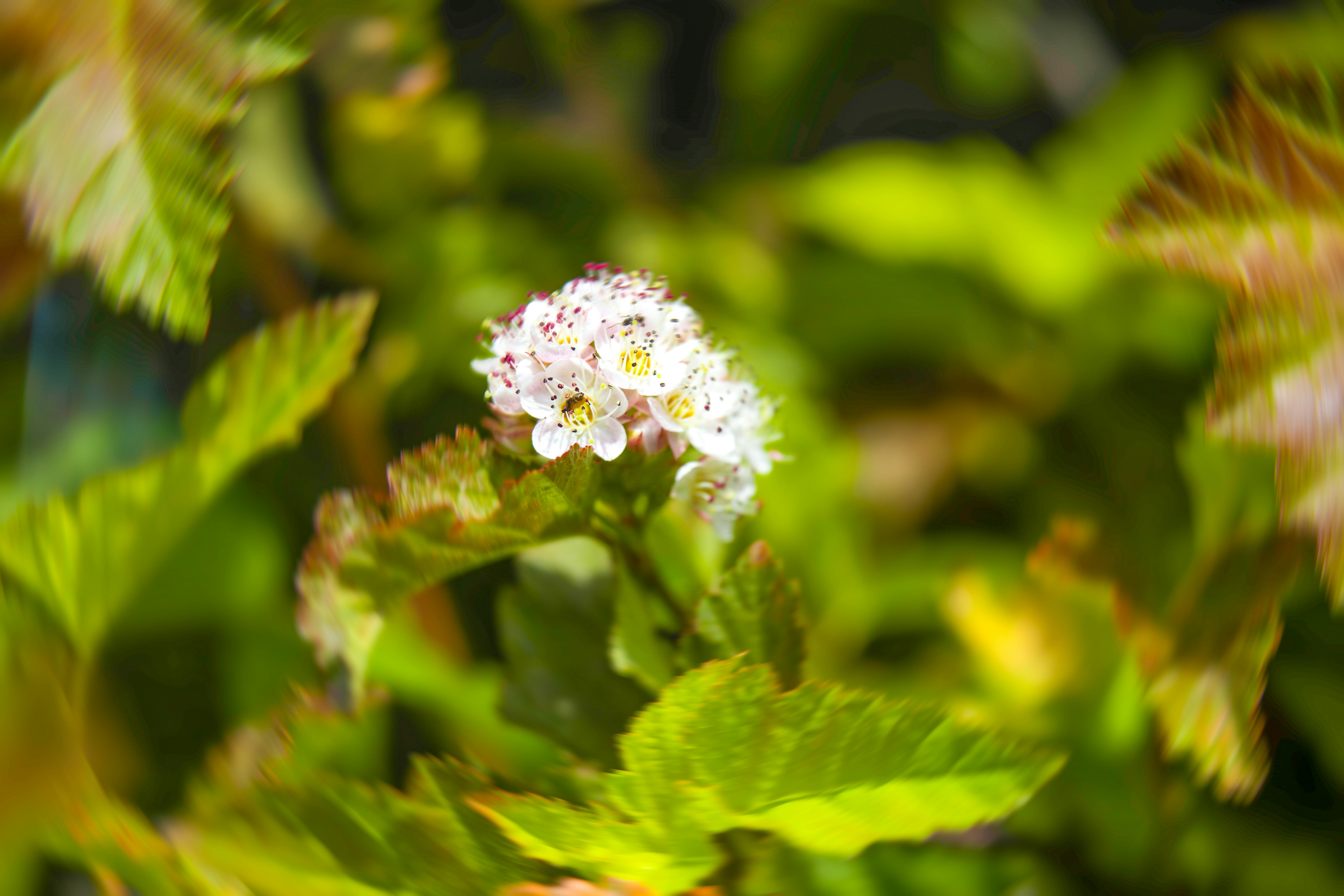 Photo by mharrisonphotography