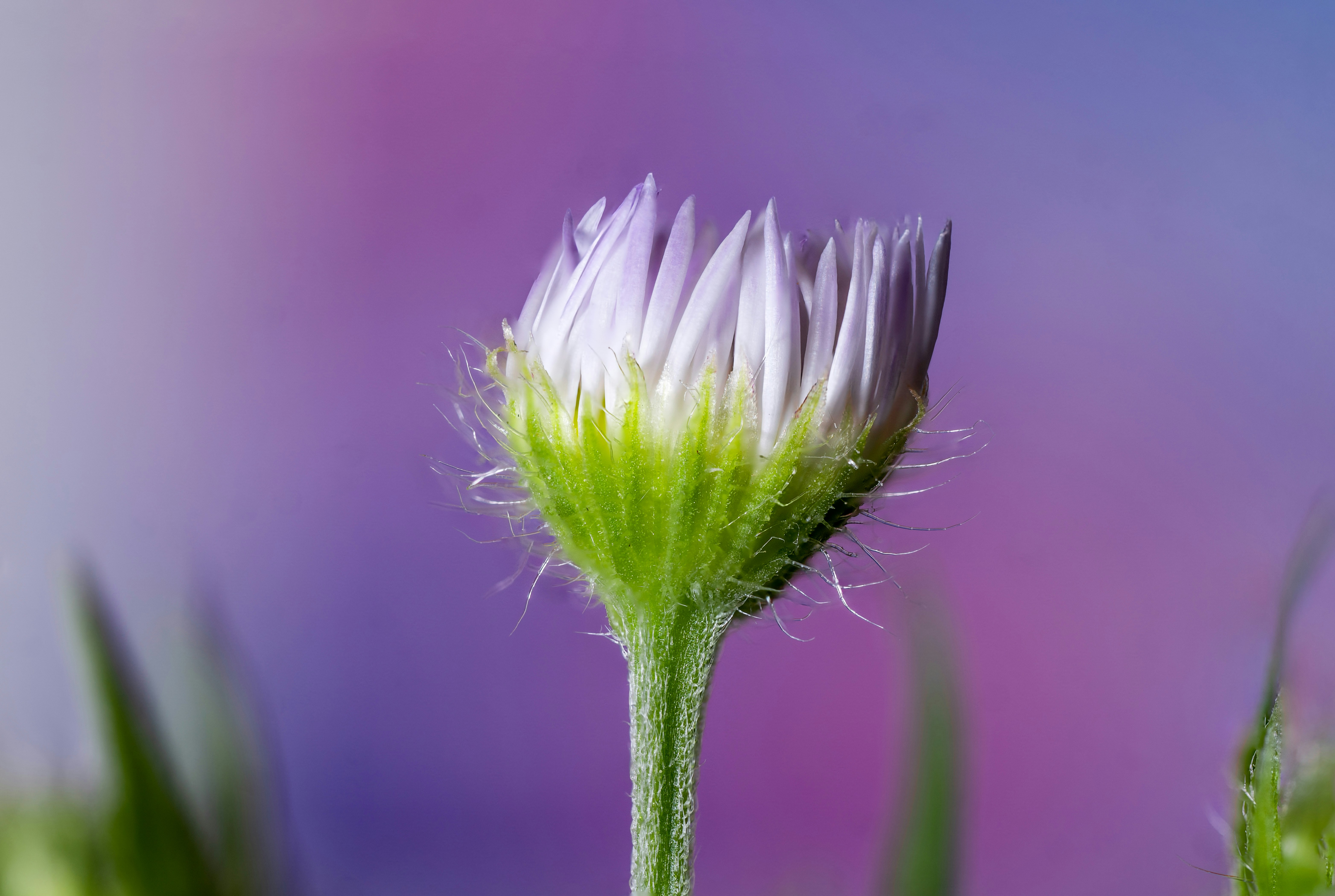 Photo by mharrisonphotography