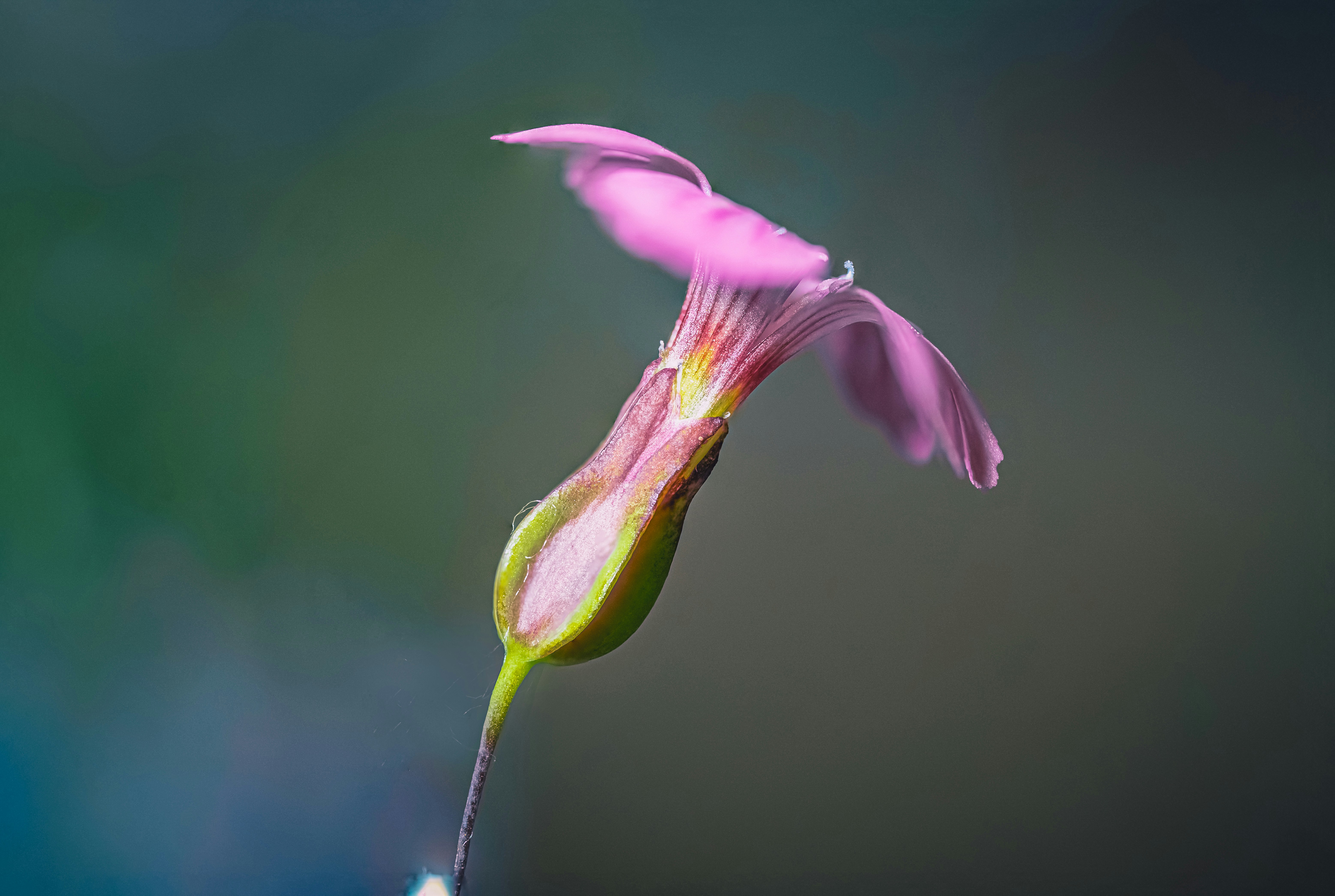 Photo by mharrisonphotography