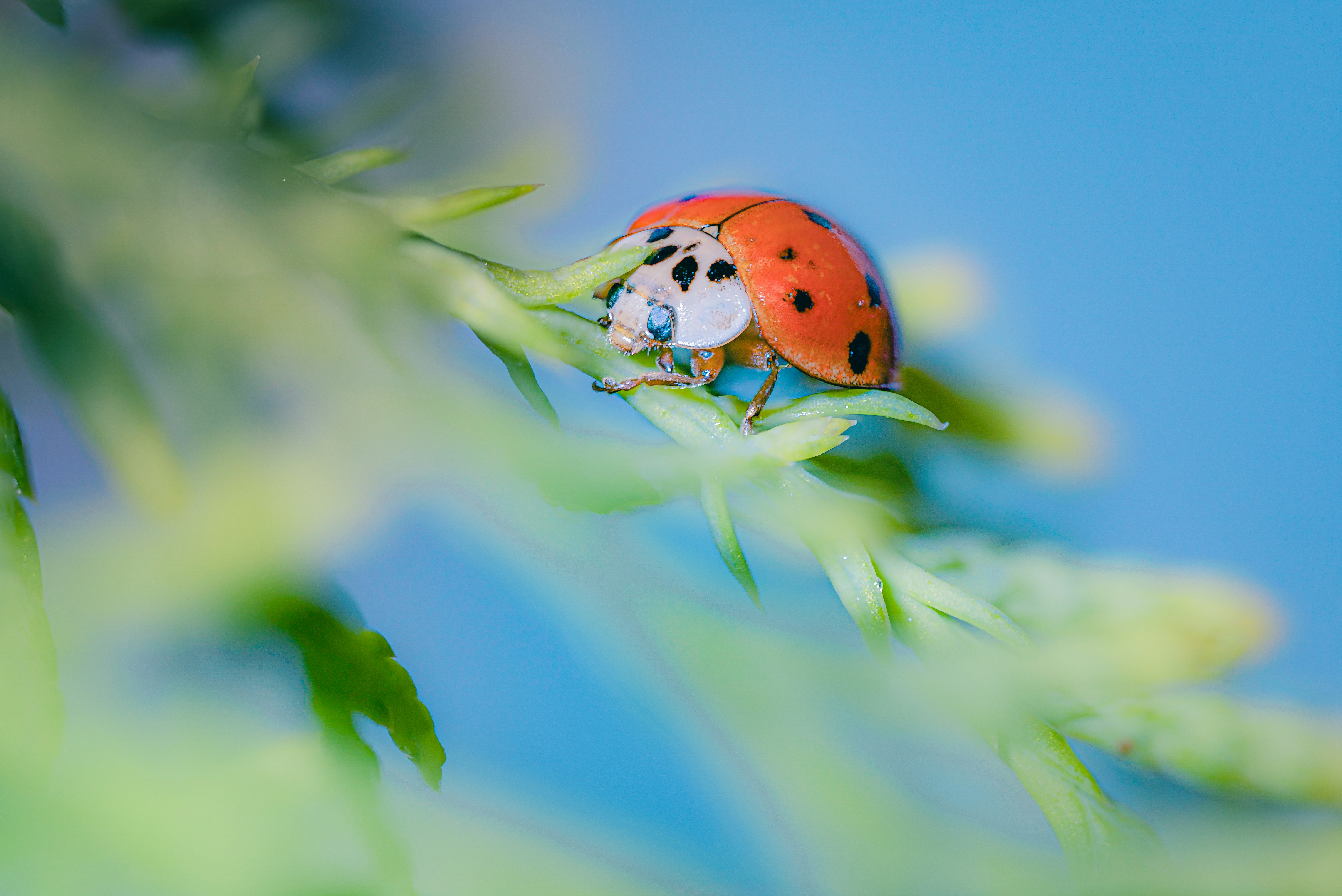 Photo by mharrisonphotography