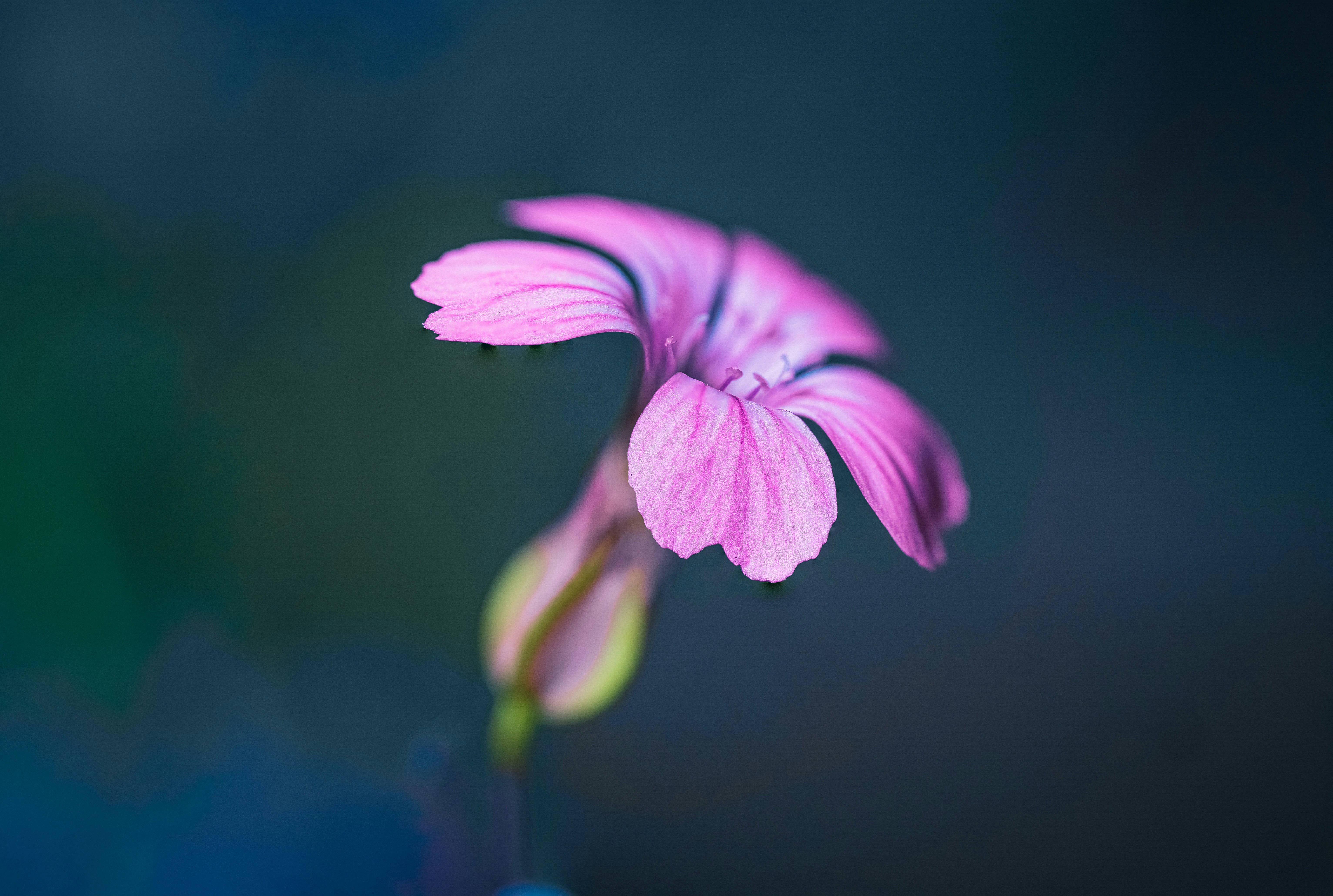 Photo by mharrisonphotography