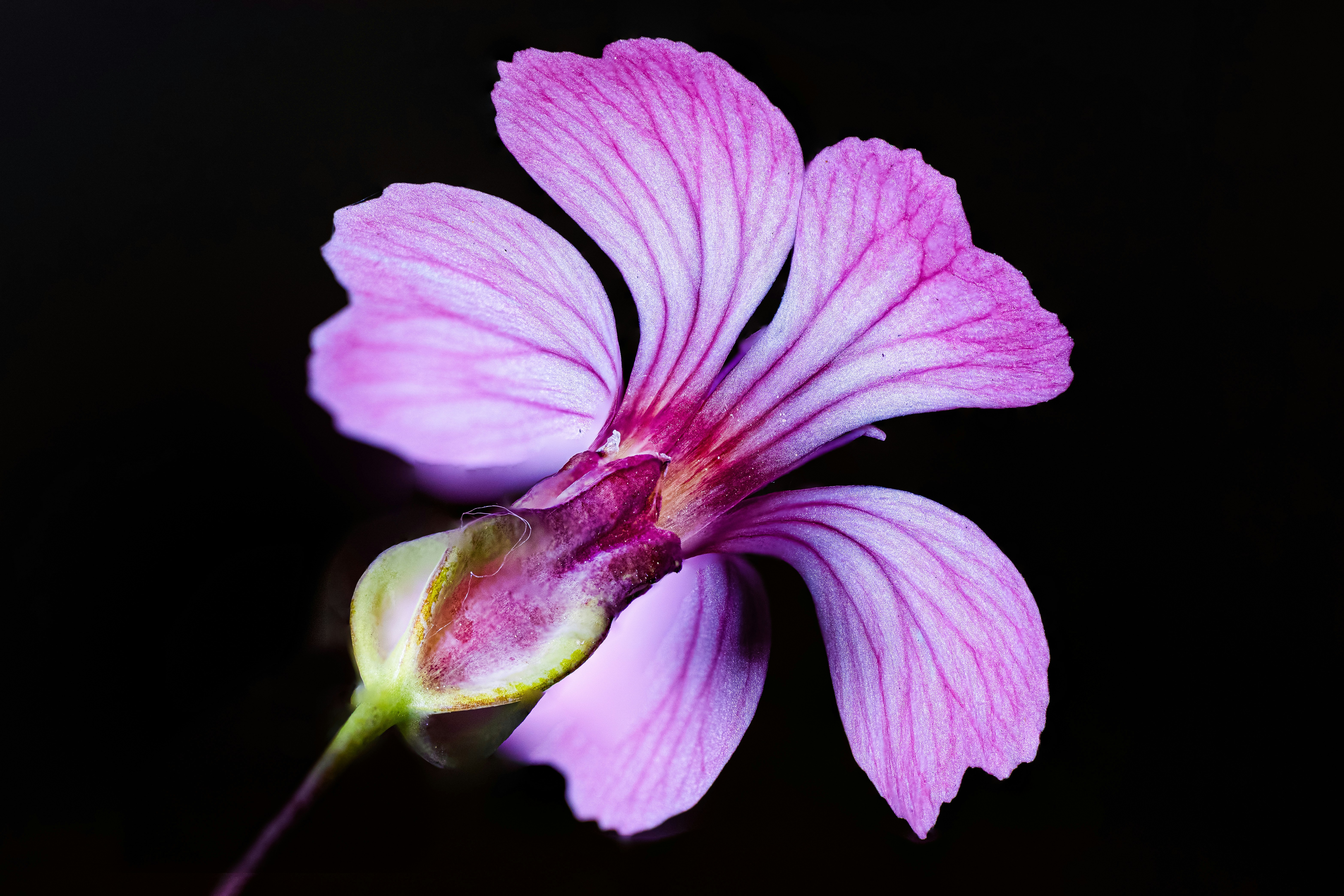 Photo by mharrisonphotography