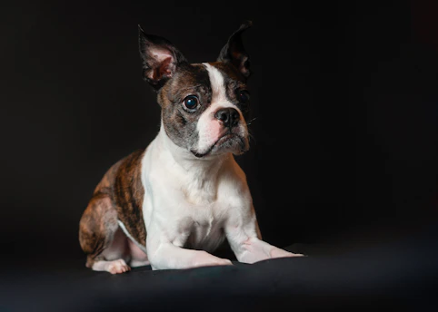 A brown and white dog sitting on top of a black floor