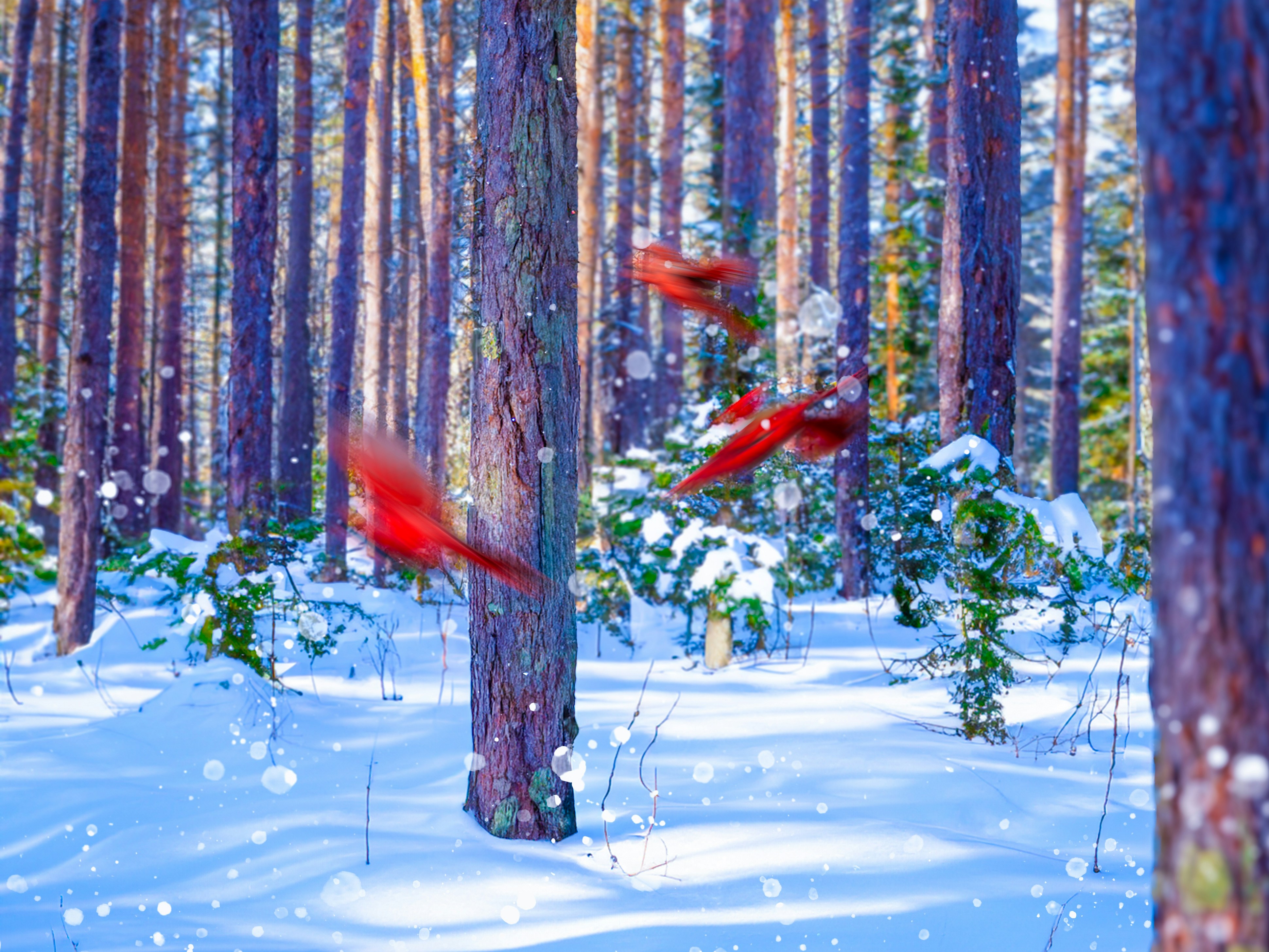 A forest filled with lots of trees covered in snow
