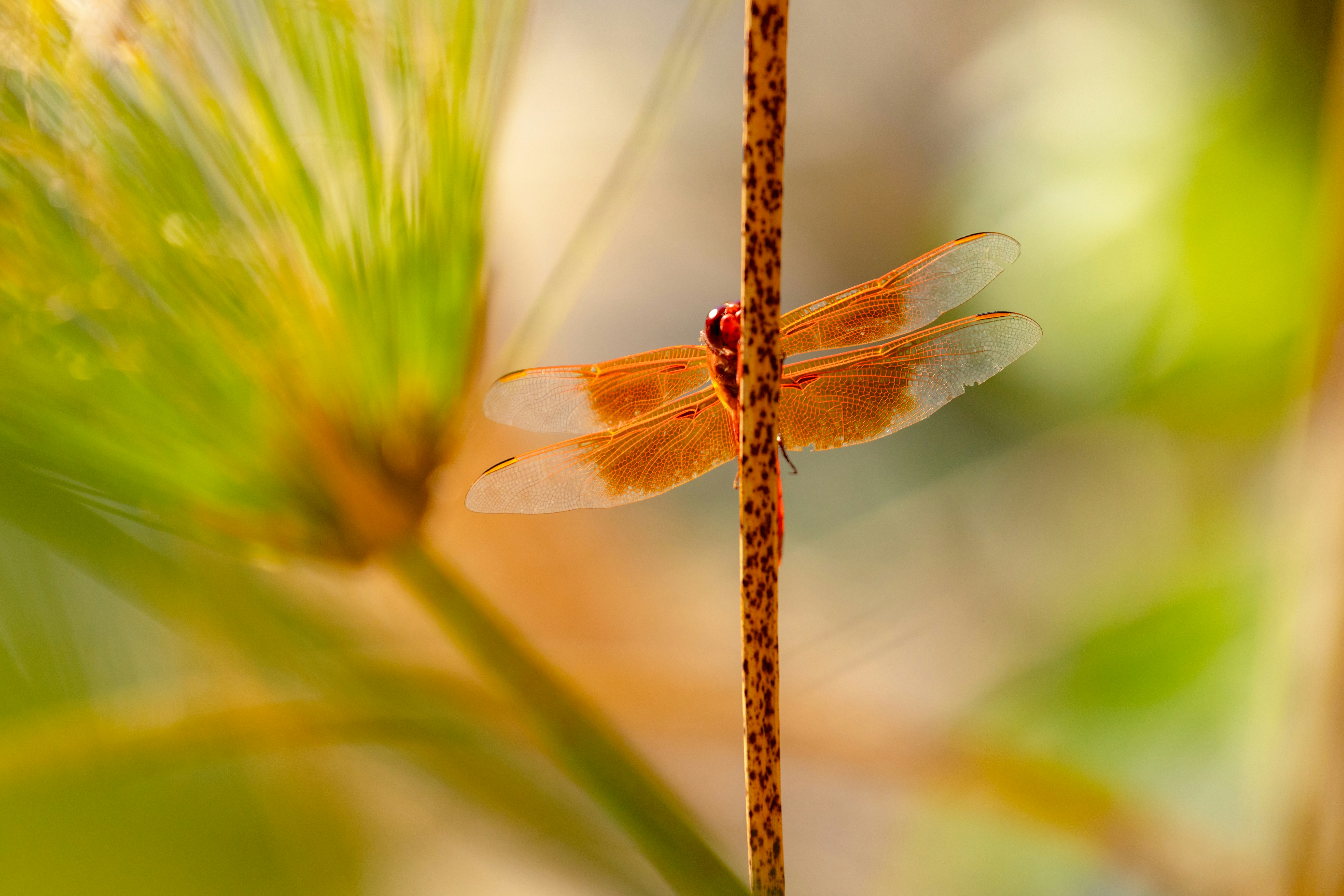 A close up of a dragonfly on a plant photo – Free Animal Image on Unsplash