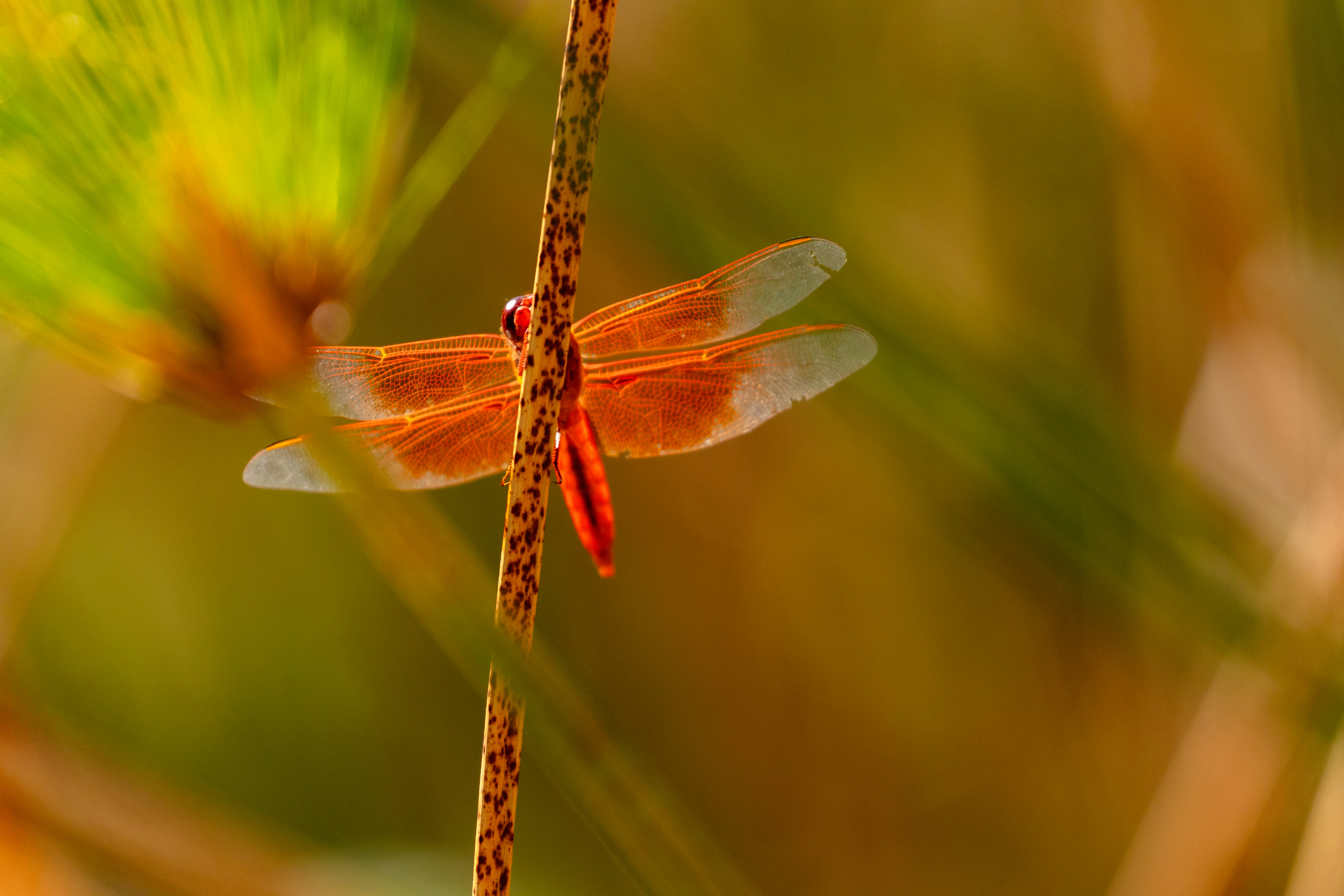 A small orange dragonfly sitting on top of a plant photo – Free Animal ...