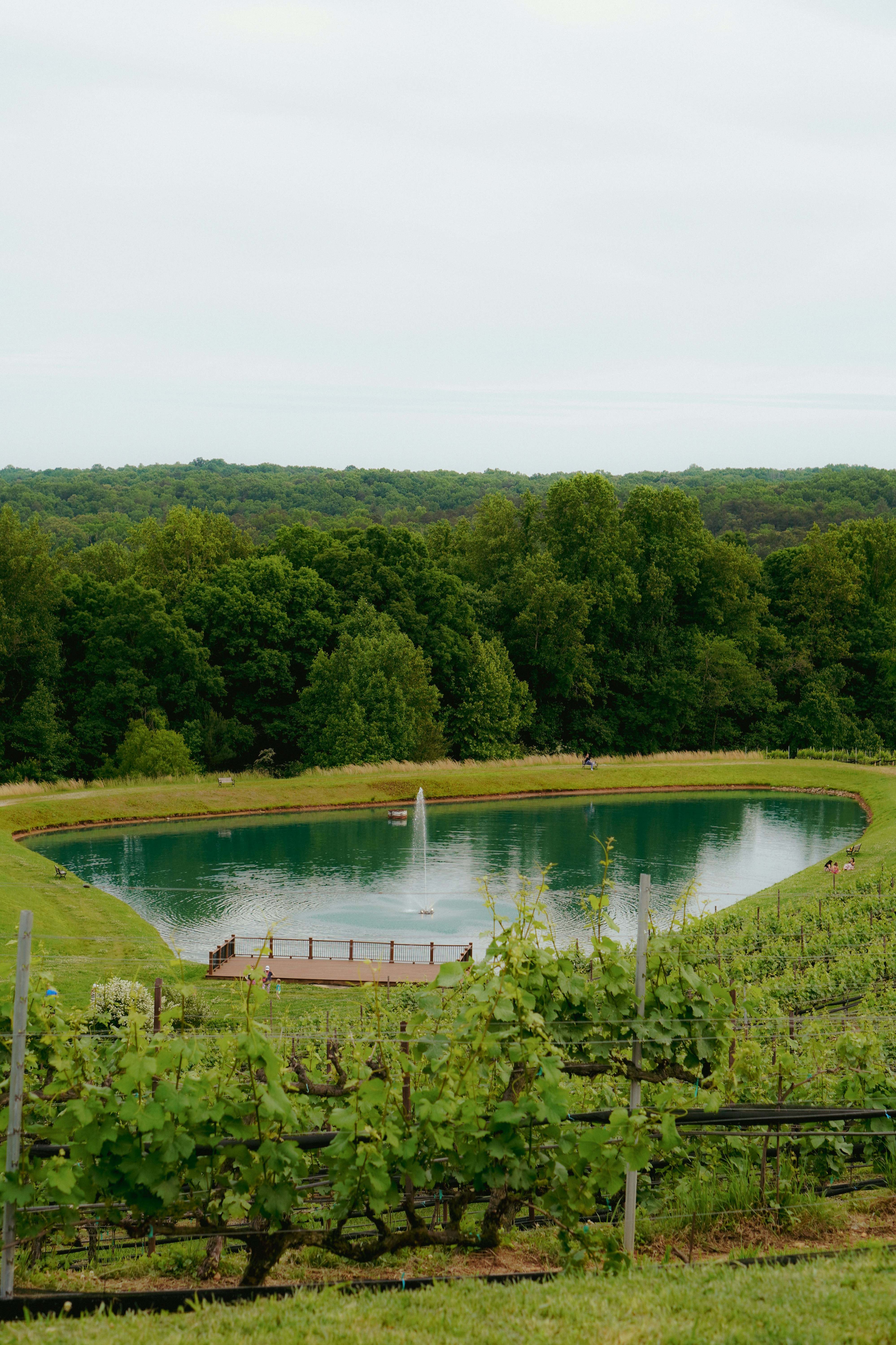 A large pond surrounded by lush green trees