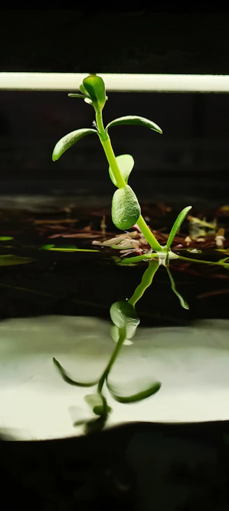 A plant is growing out of the water