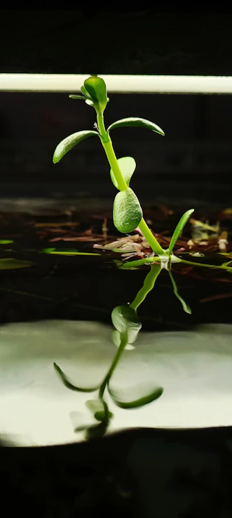 A plant is growing out of the water