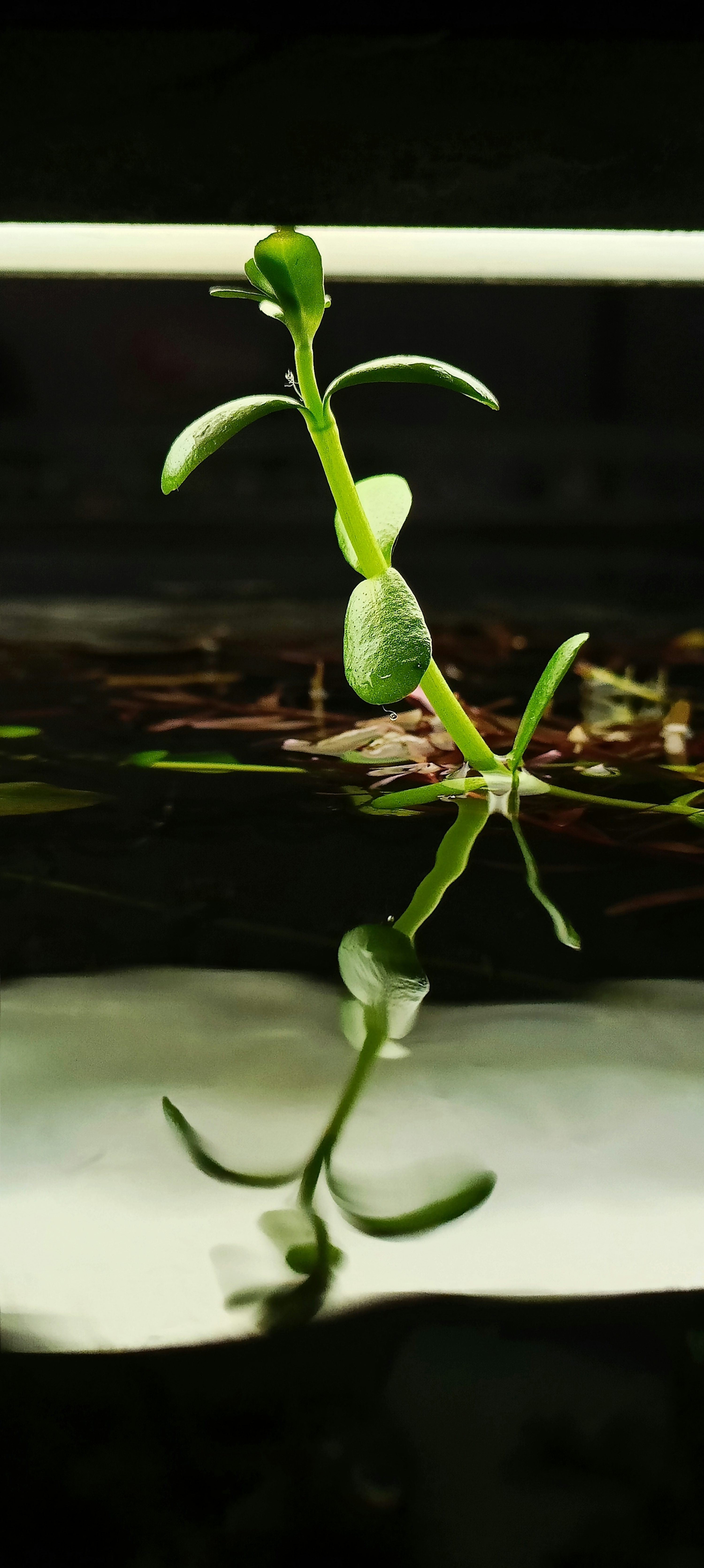 A plant is growing out of the water