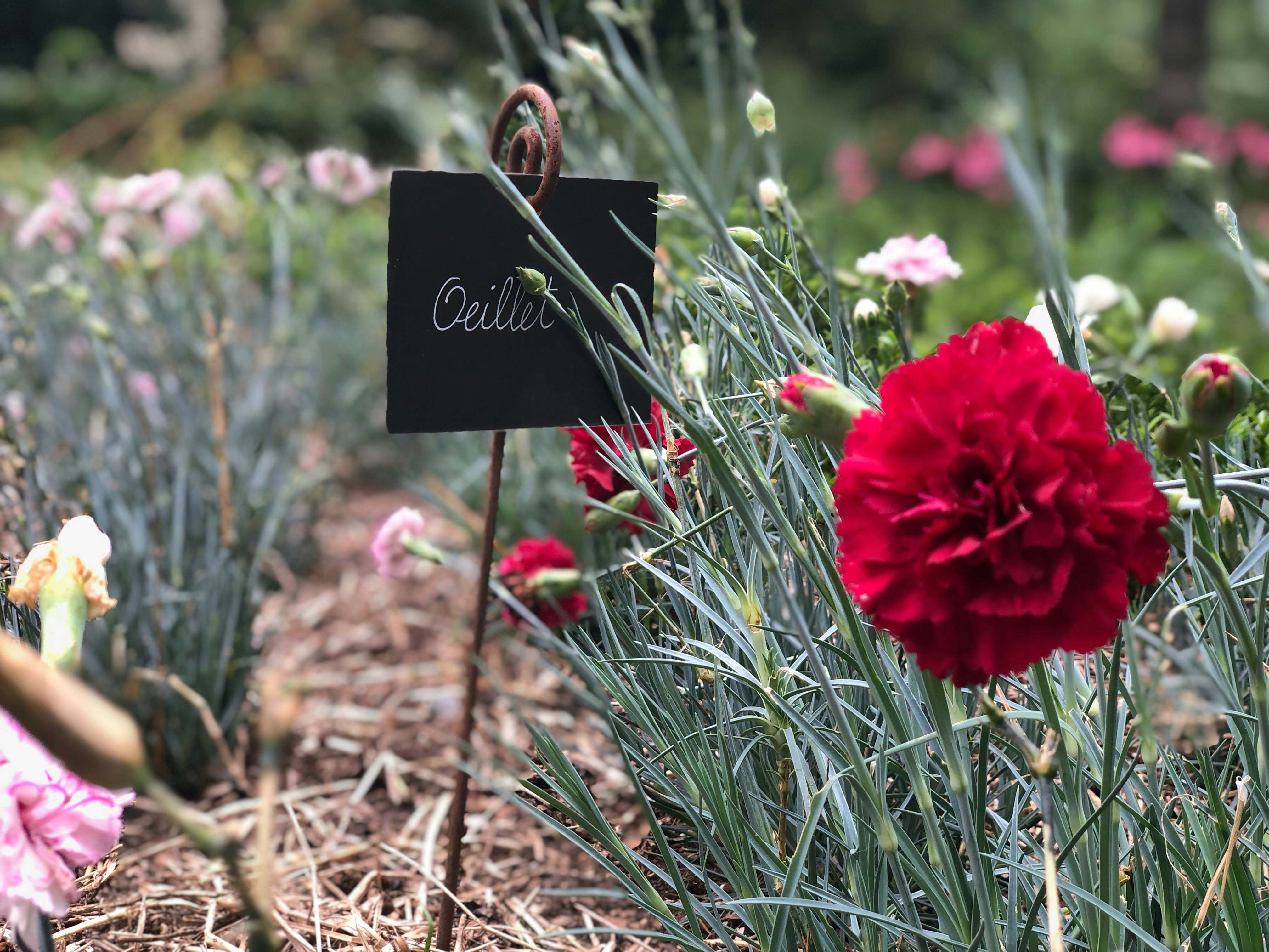 A field of flowers with a sign in the middle