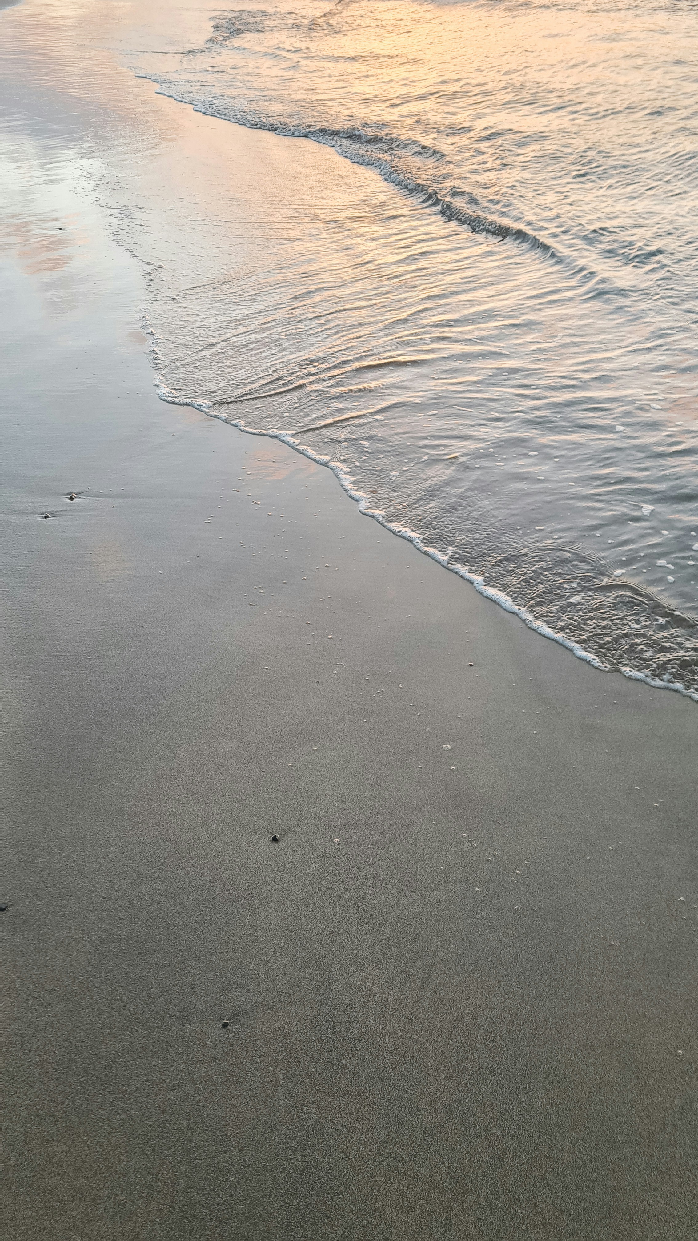 A dog is walking on the beach near the water
