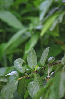 A branch of a tree with green leaves