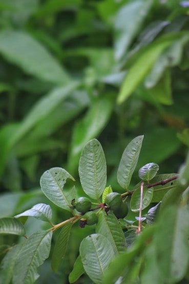 A branch of a tree with green leaves
