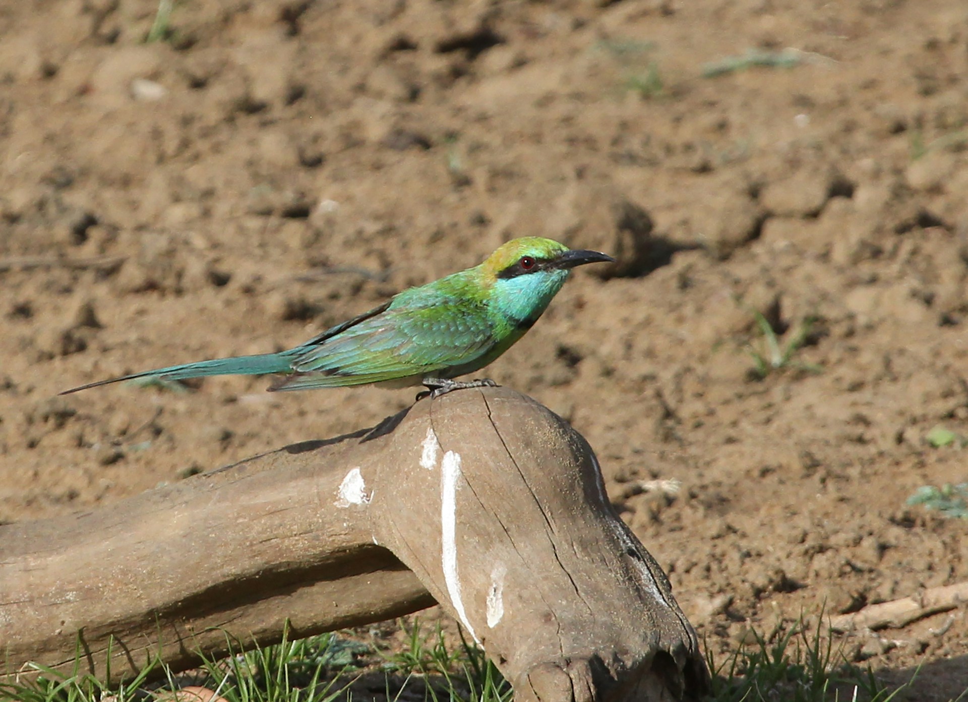 A small green bird sitting on top of a piece of wood