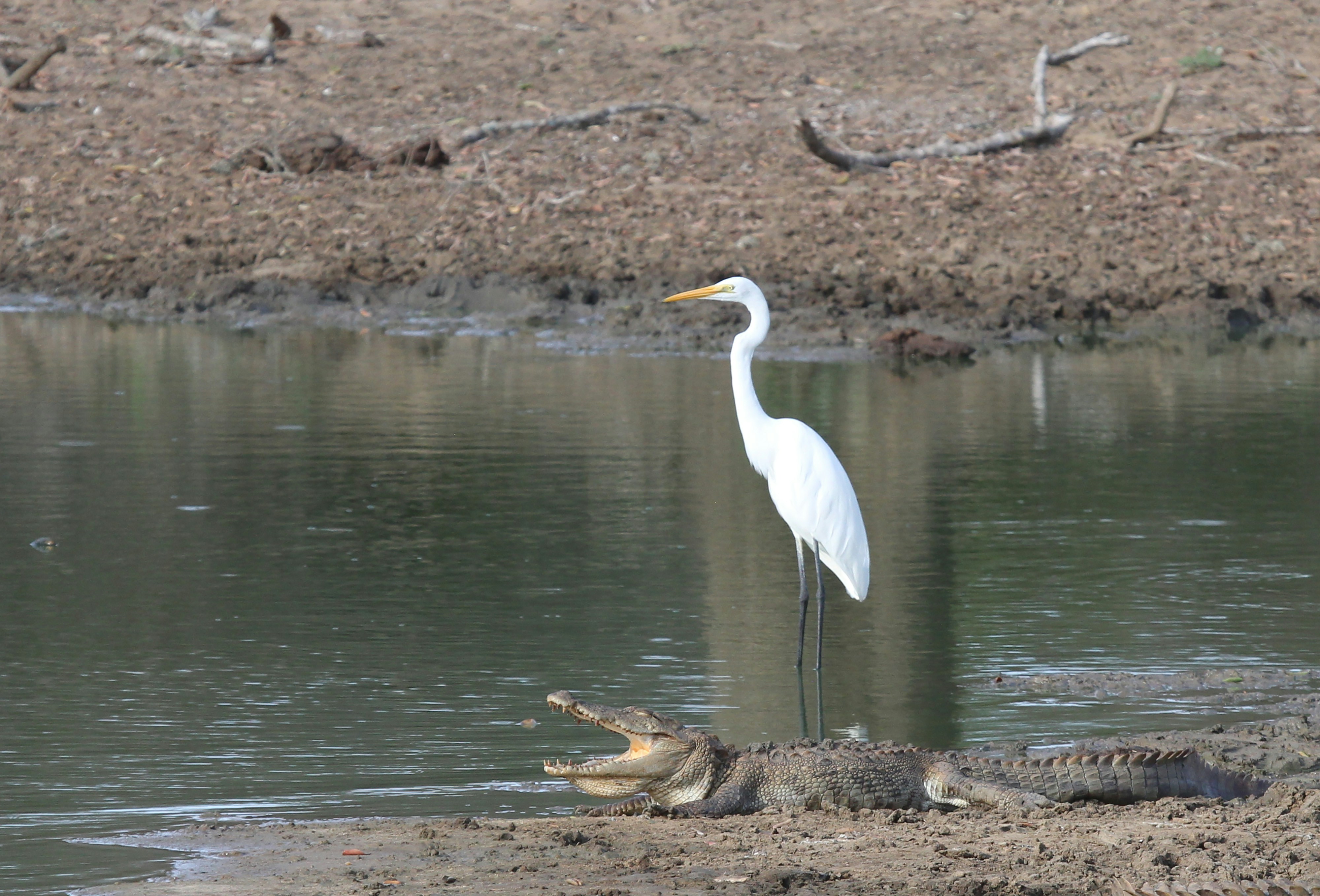 A white bird standing on top of a body of water