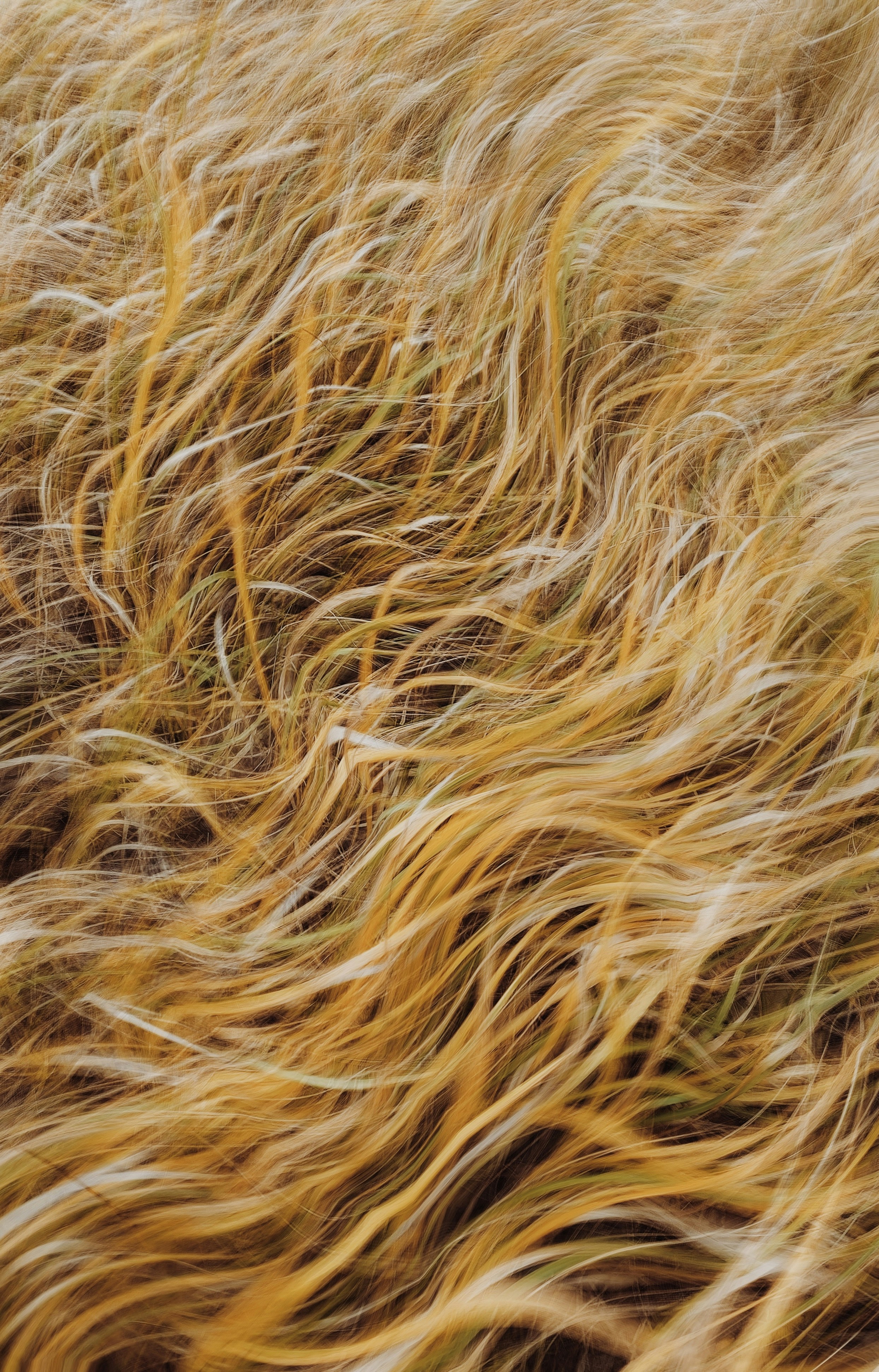 A close up of a field of grass