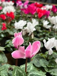A bunch of flowers that are in a pot