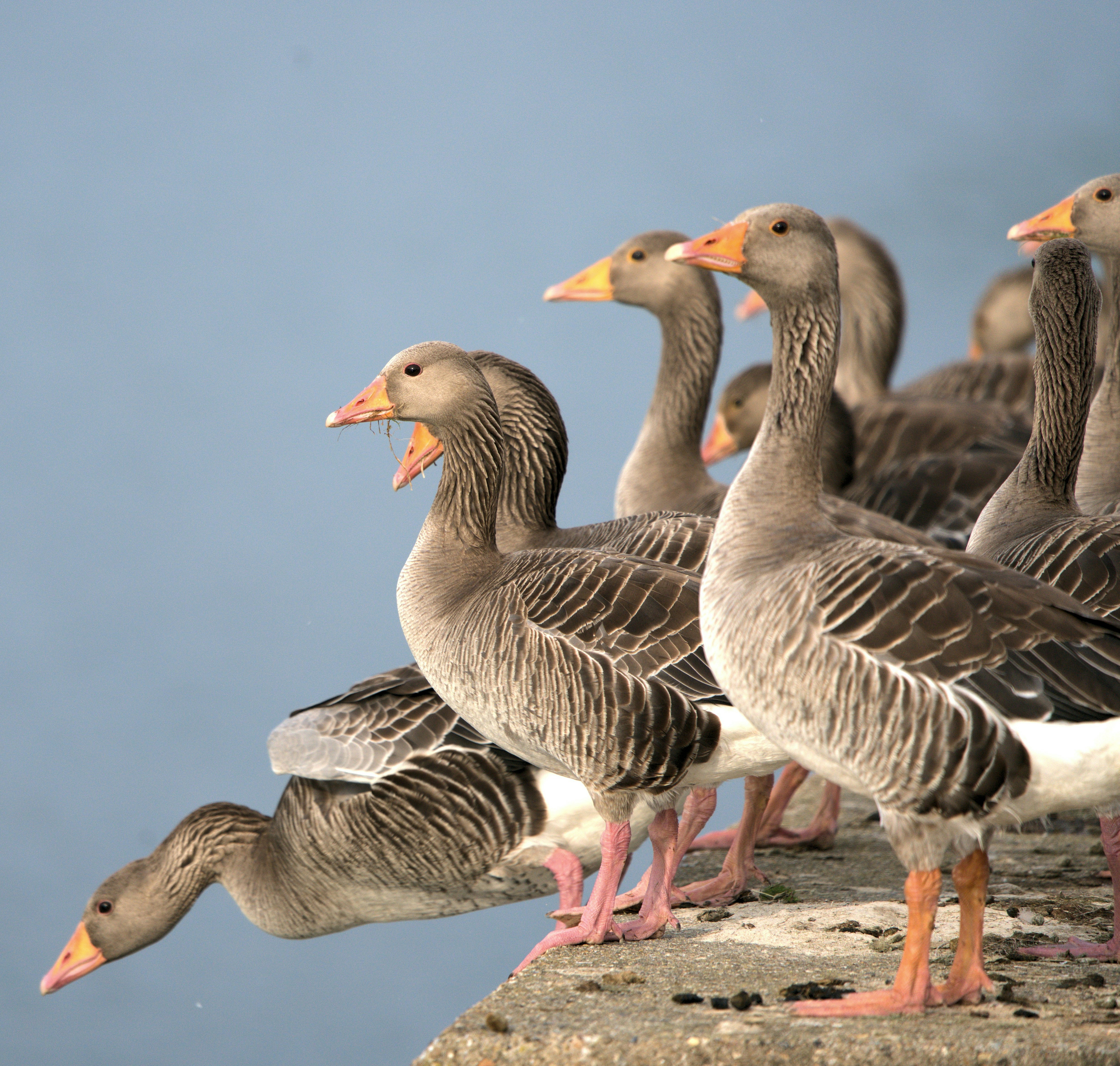 Ein Schwarm Enten, der auf einer Steinmauer steht