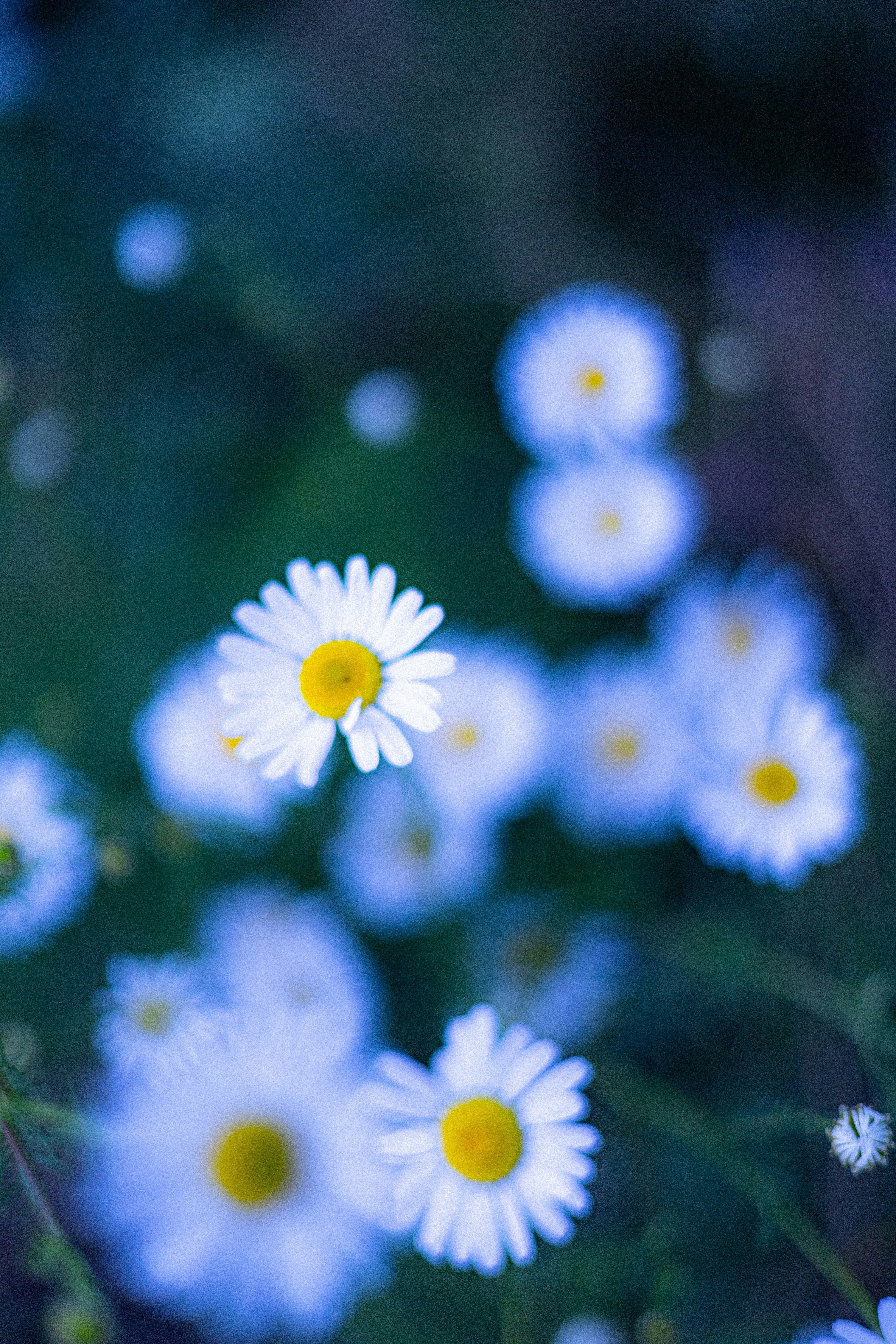 Photo by roselanuit2