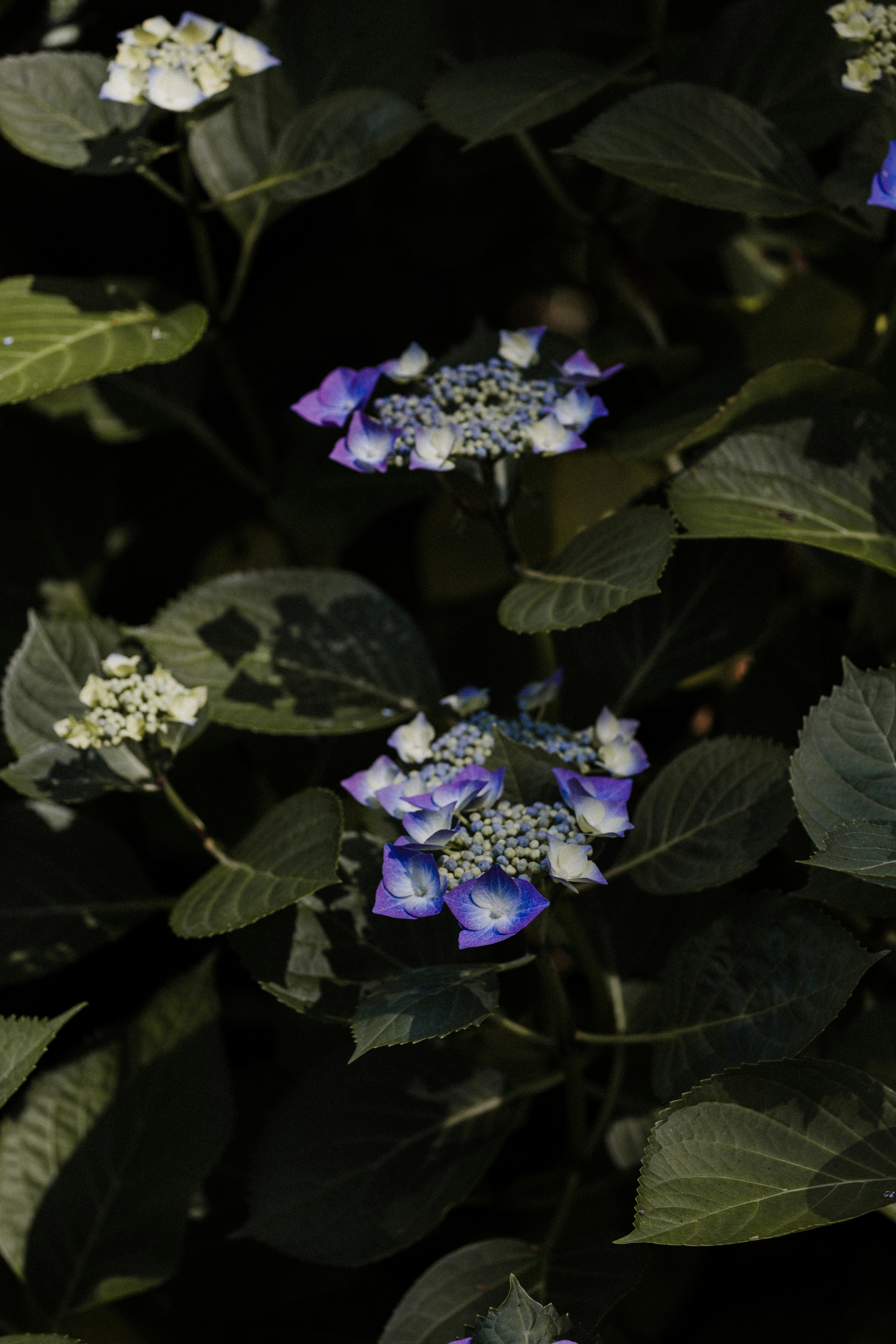 Photo by anniespratt