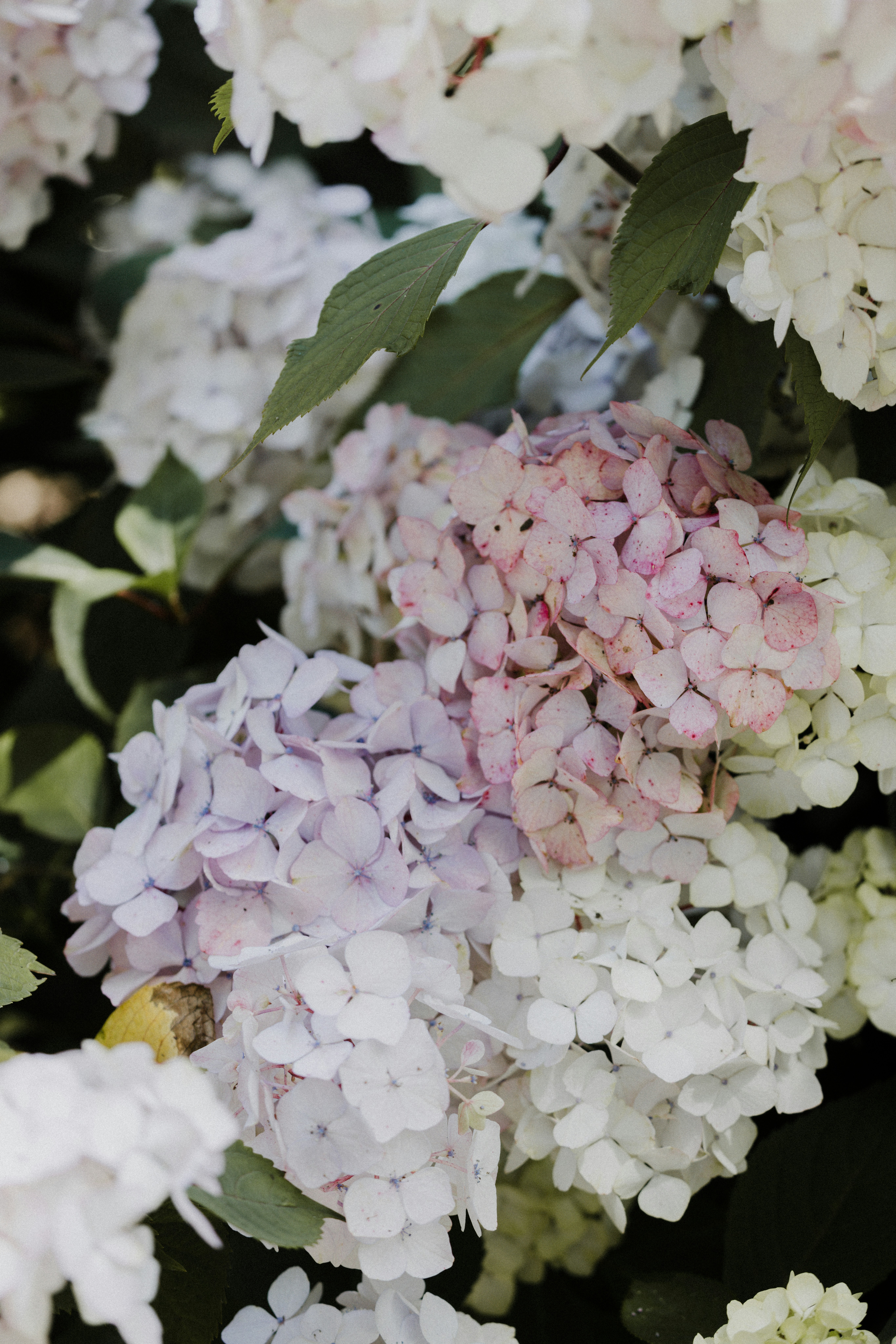 Photo by anniespratt