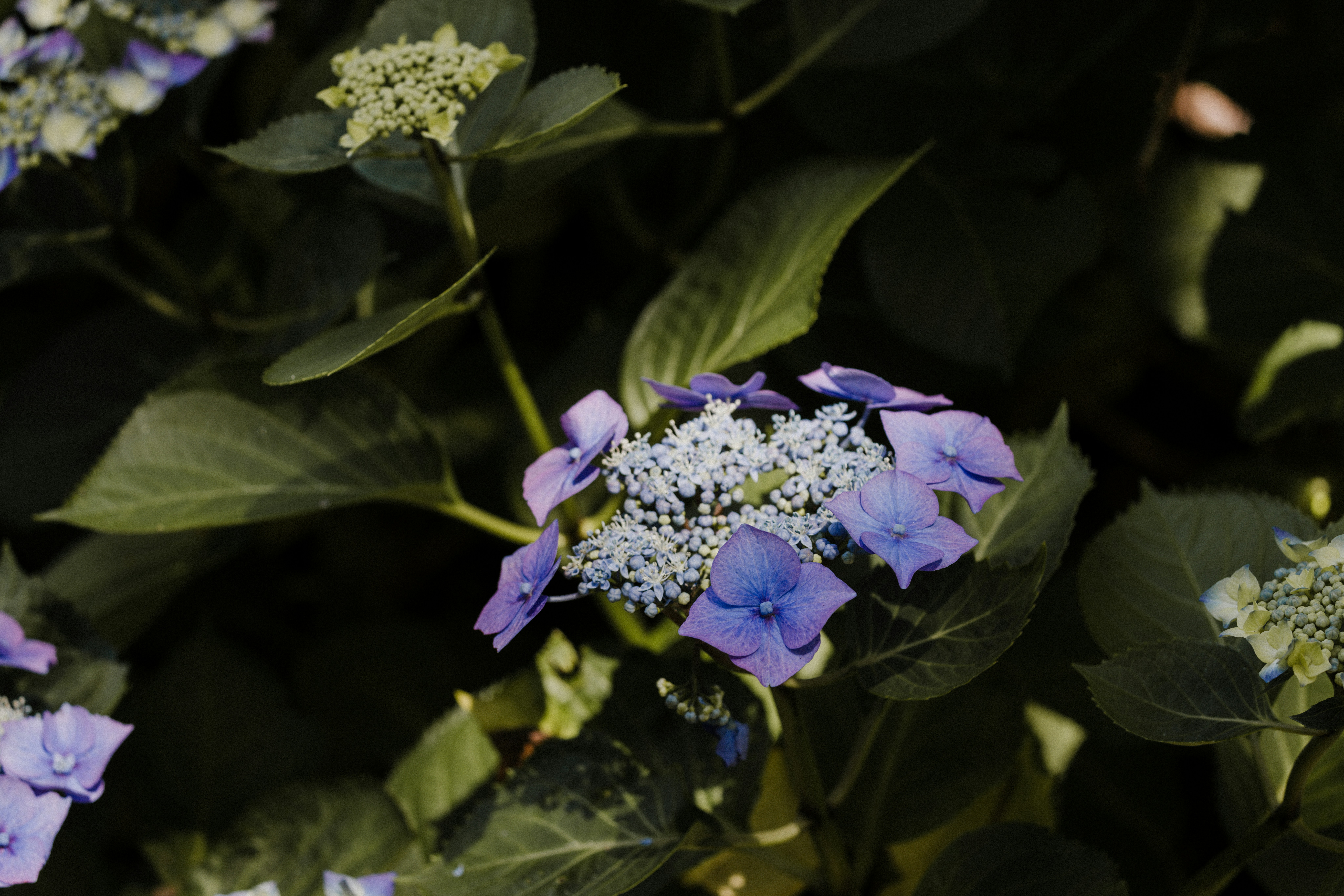 Photo by anniespratt