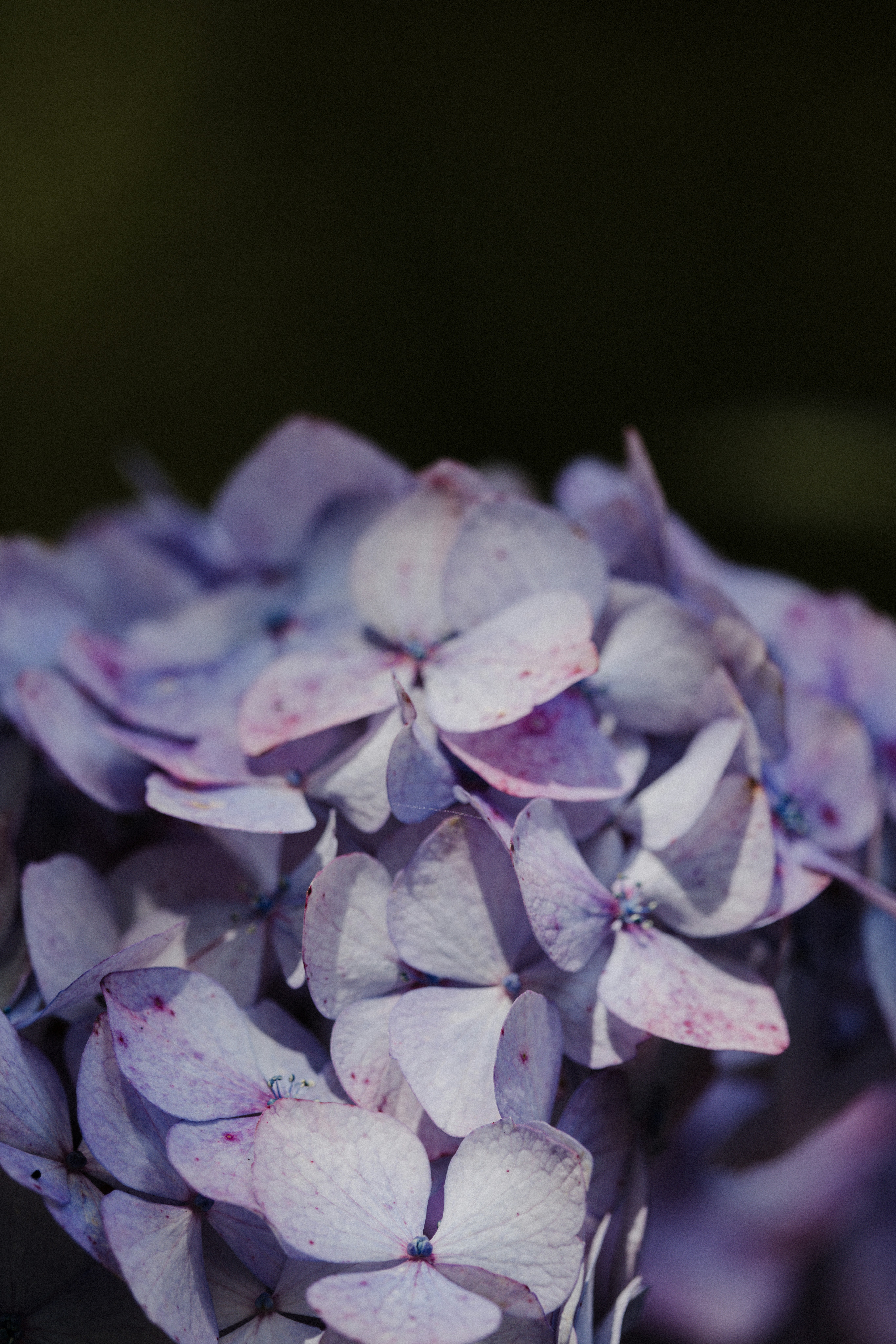 Photo by anniespratt