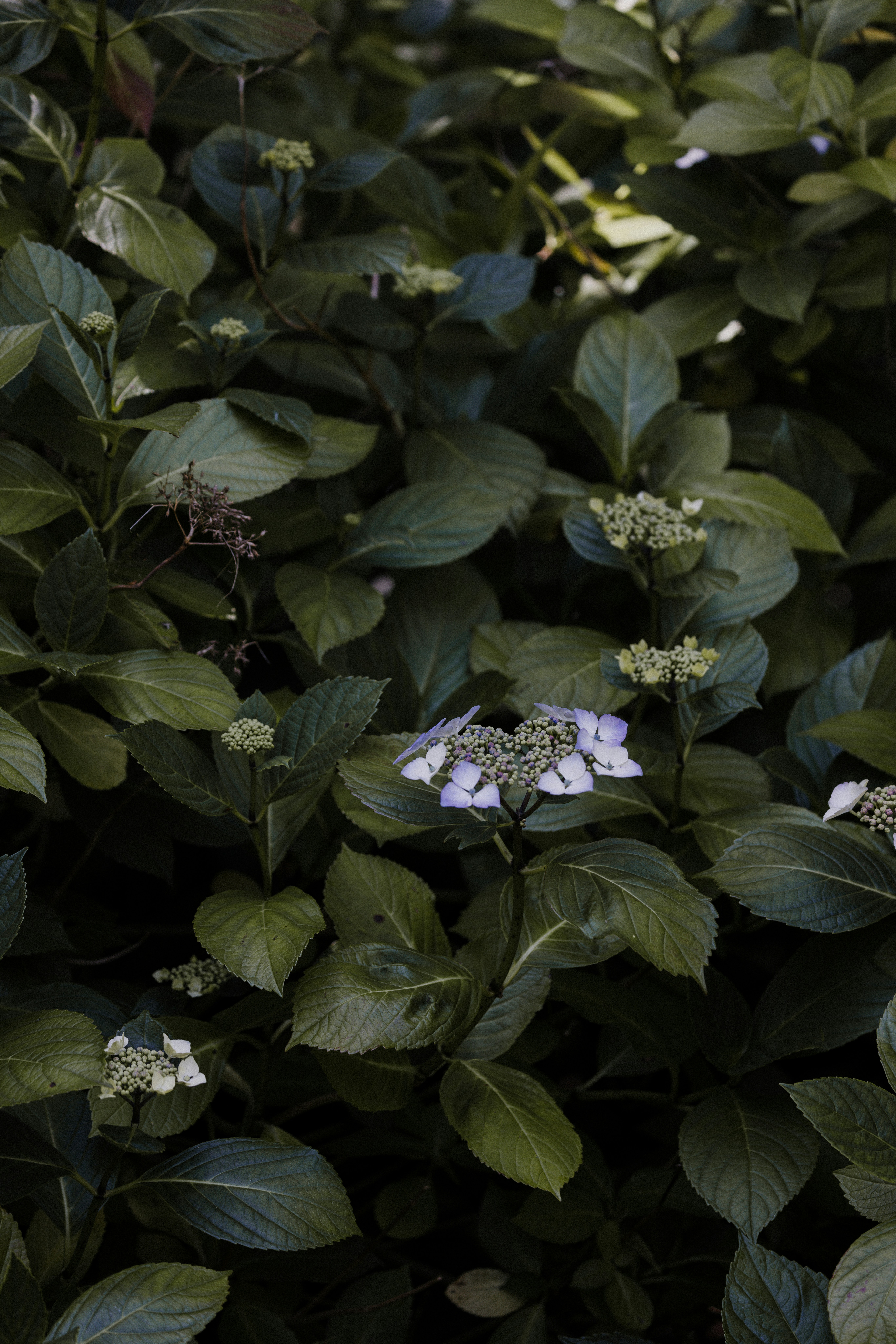 Photo by anniespratt