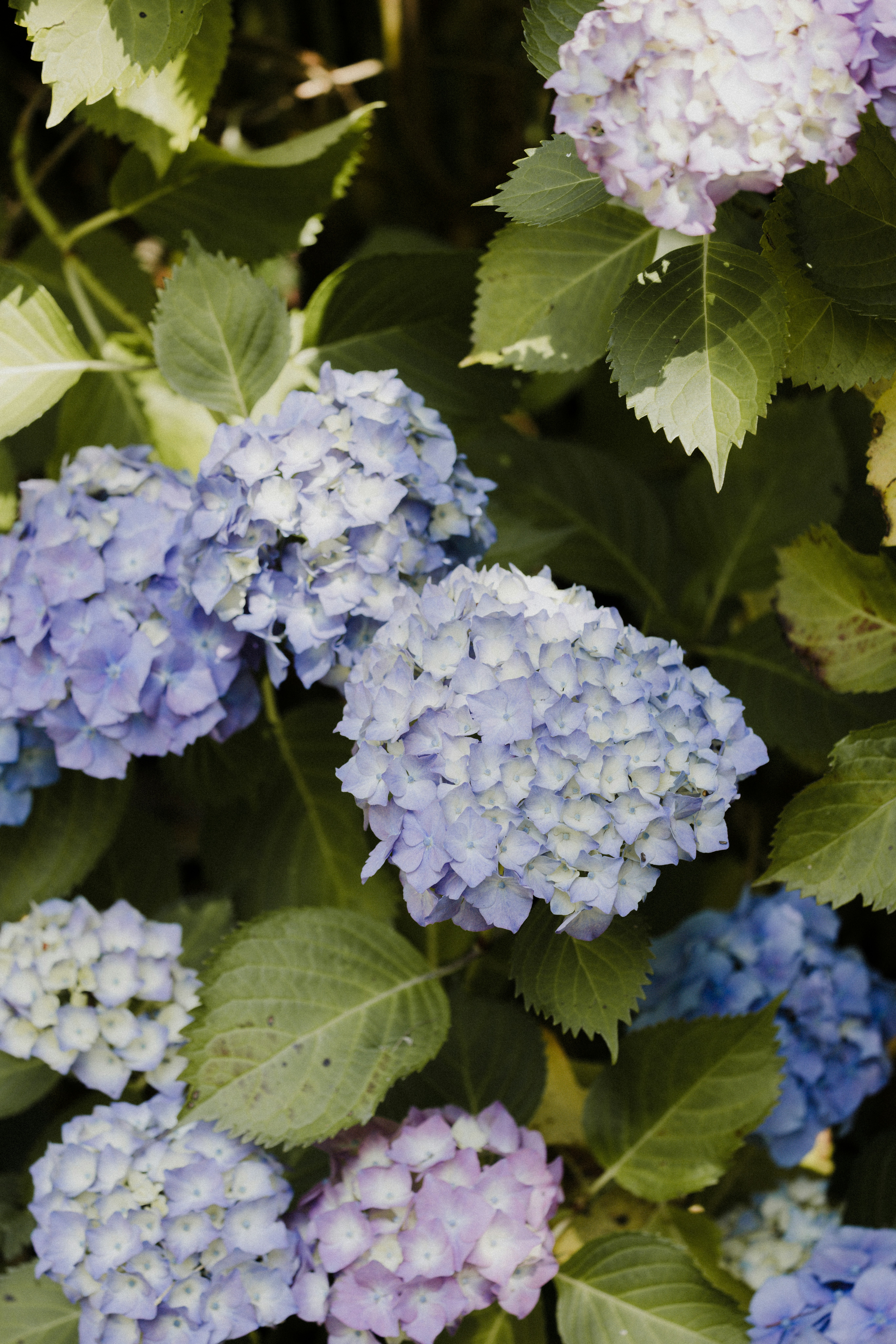 Photo by anniespratt