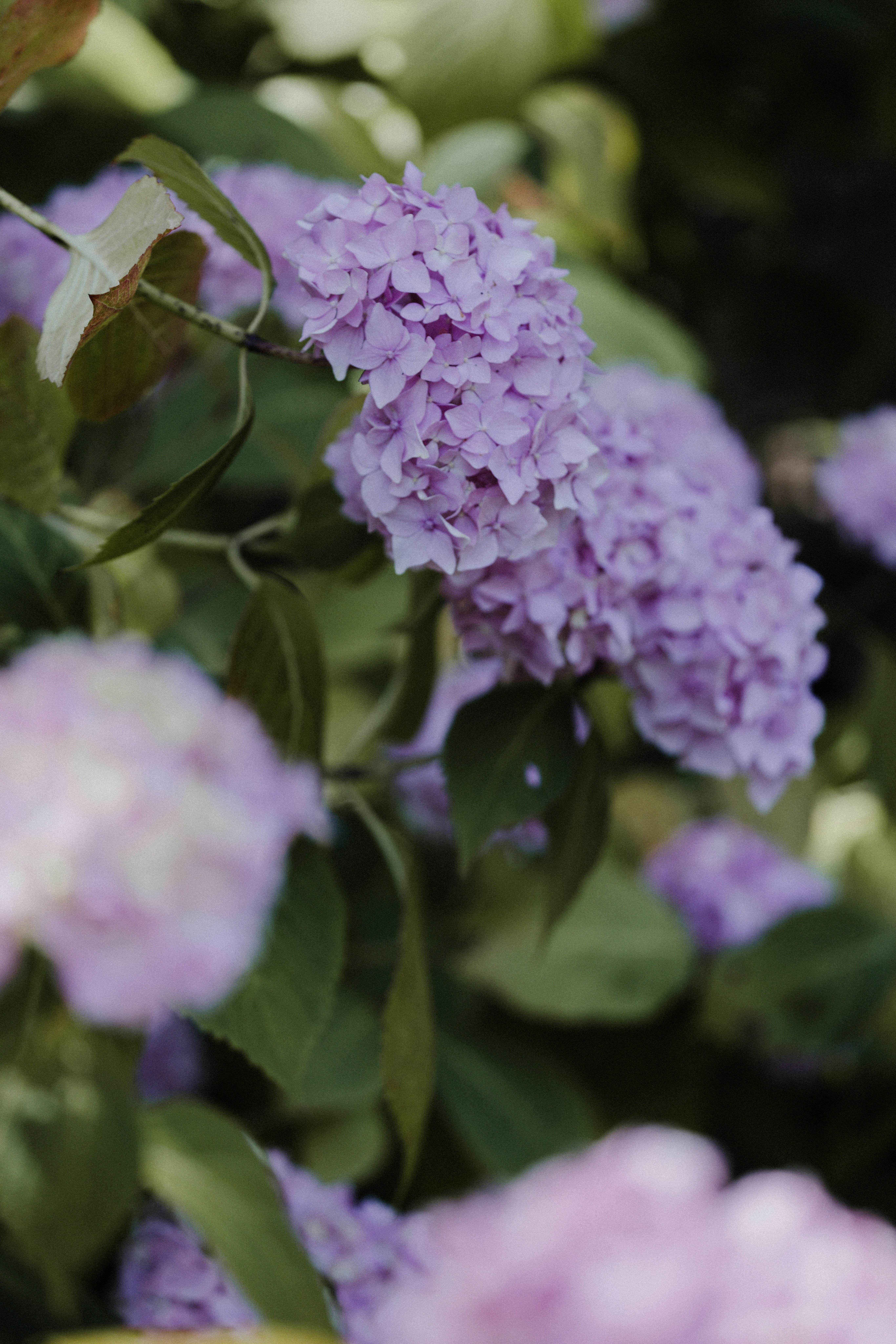 Photo by anniespratt