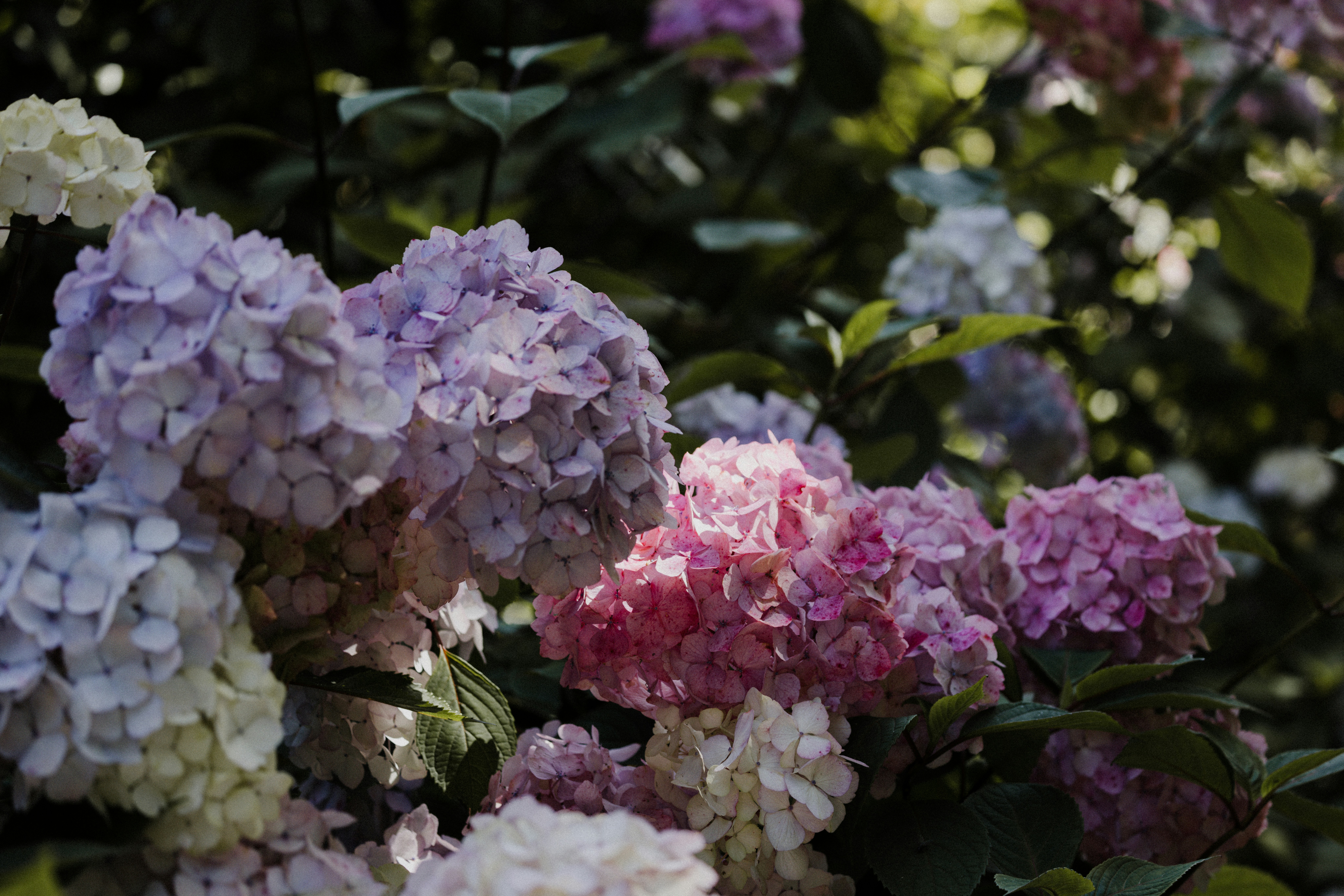 Photo by anniespratt