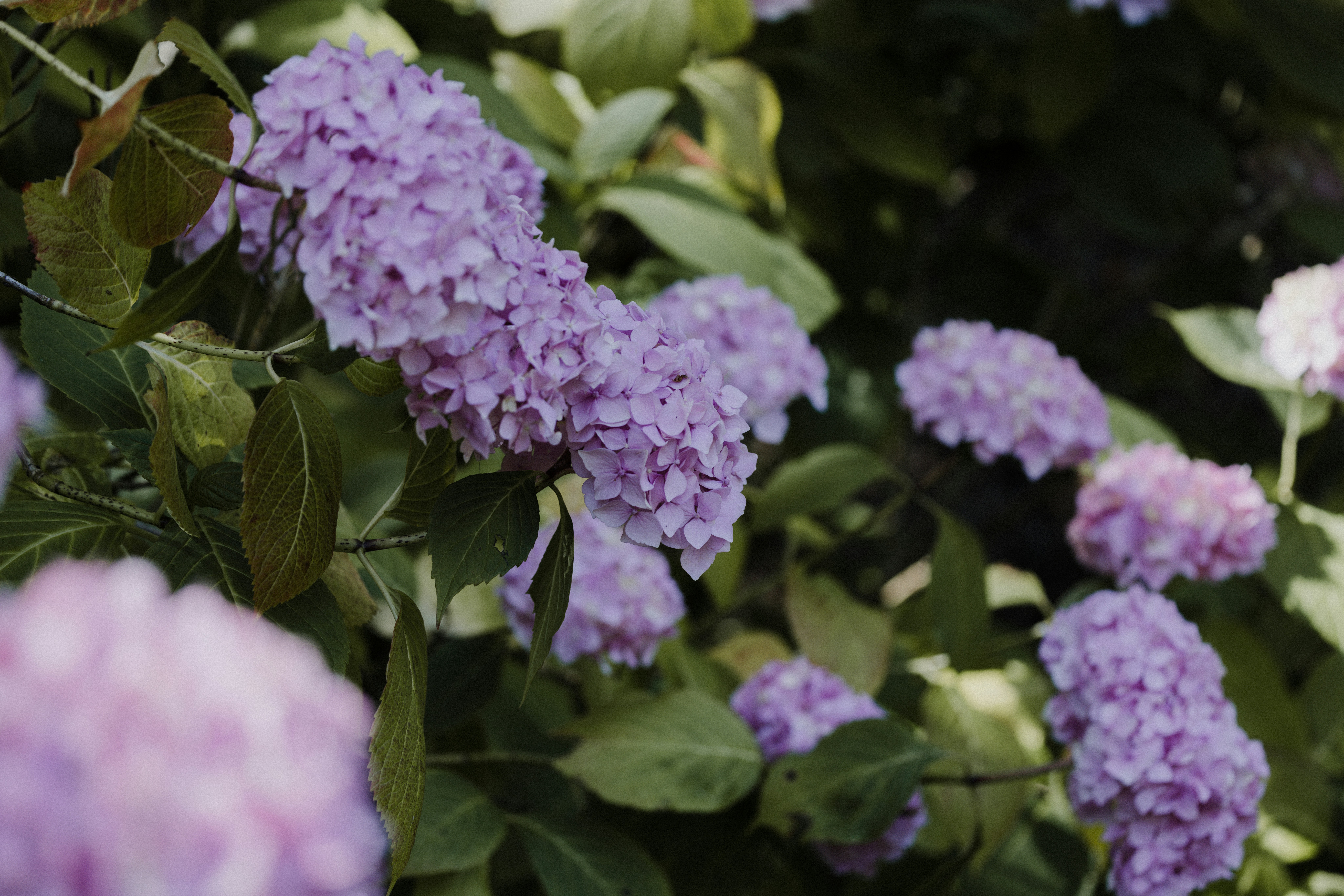 Photo by anniespratt