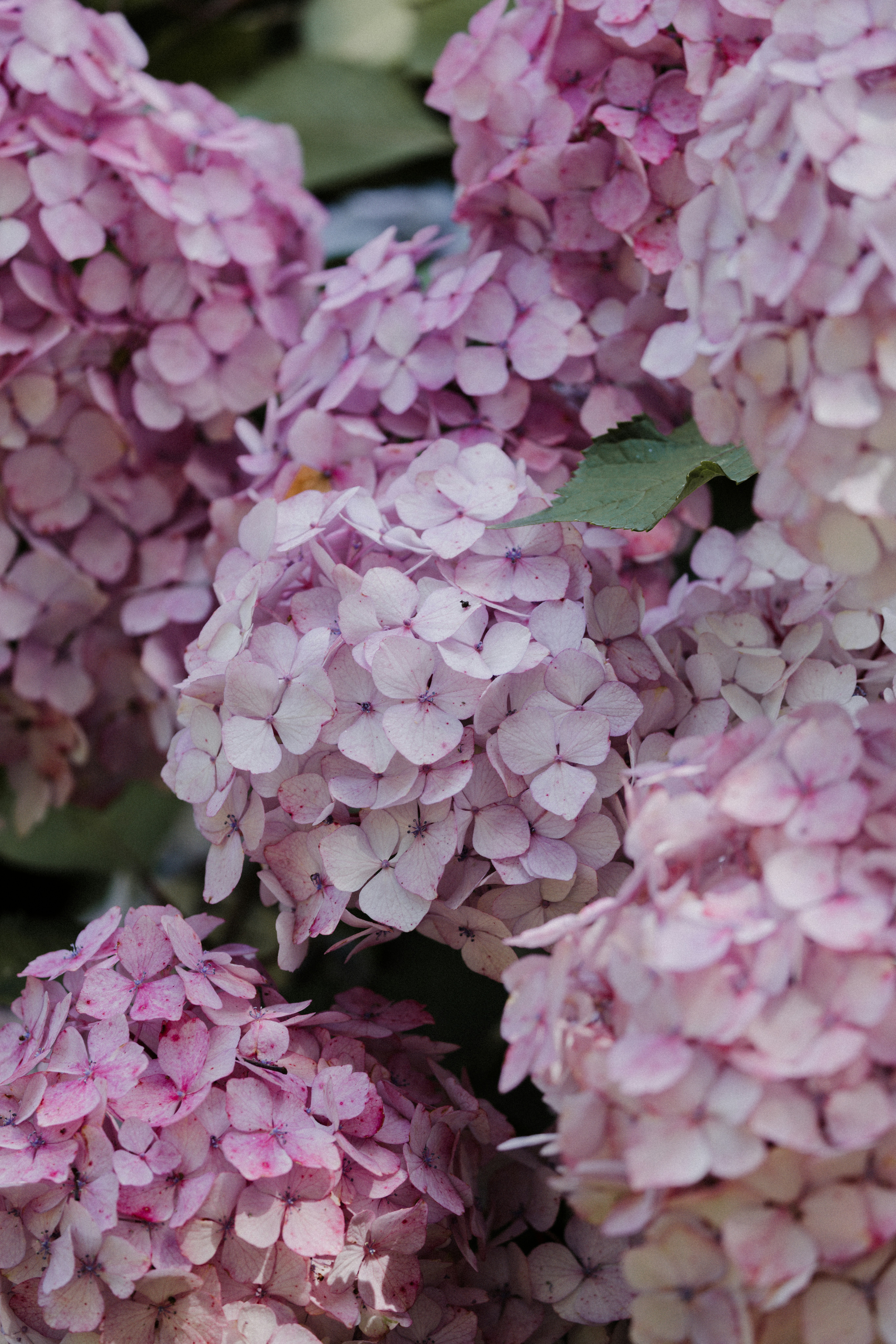 Photo by anniespratt