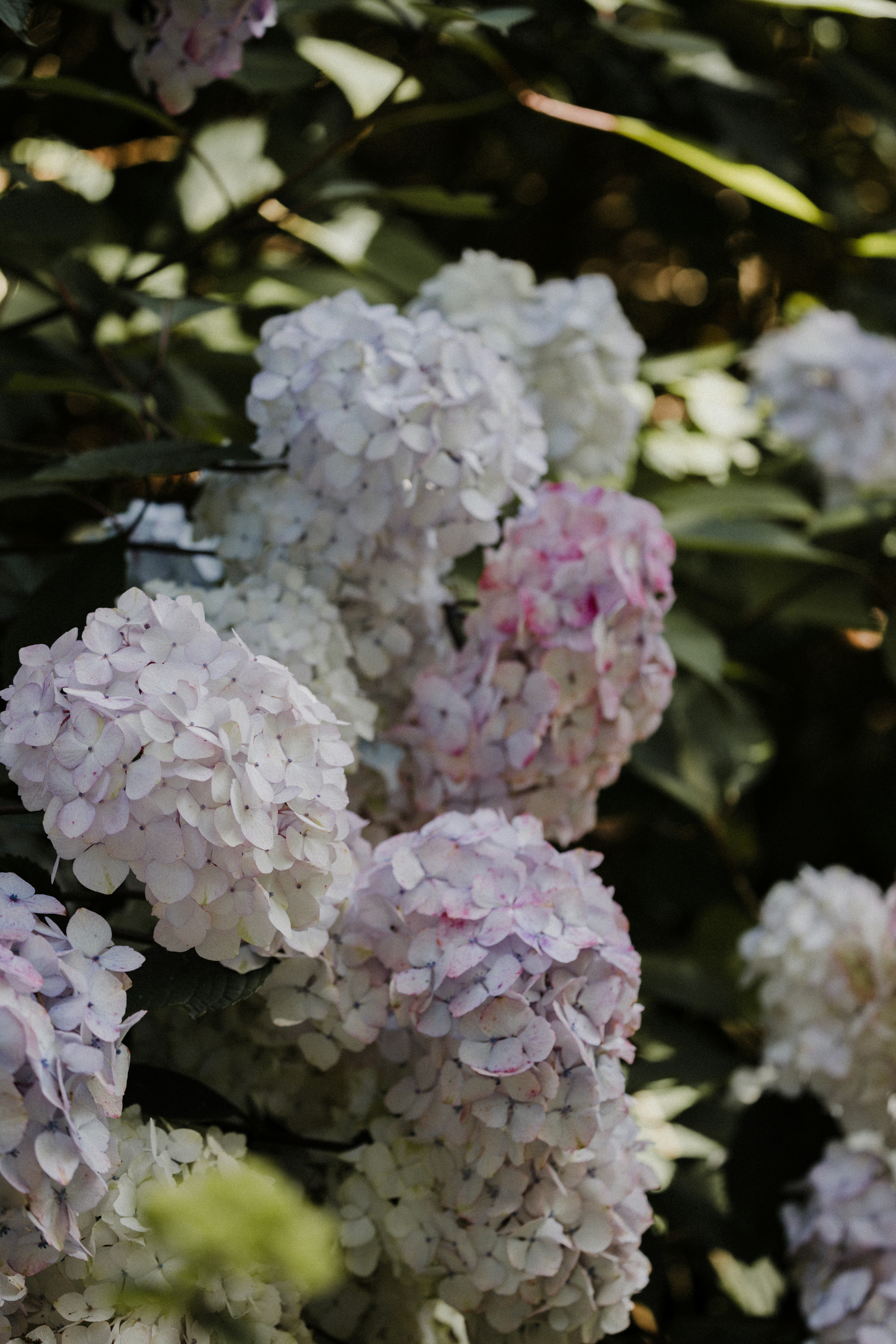 Photo by anniespratt