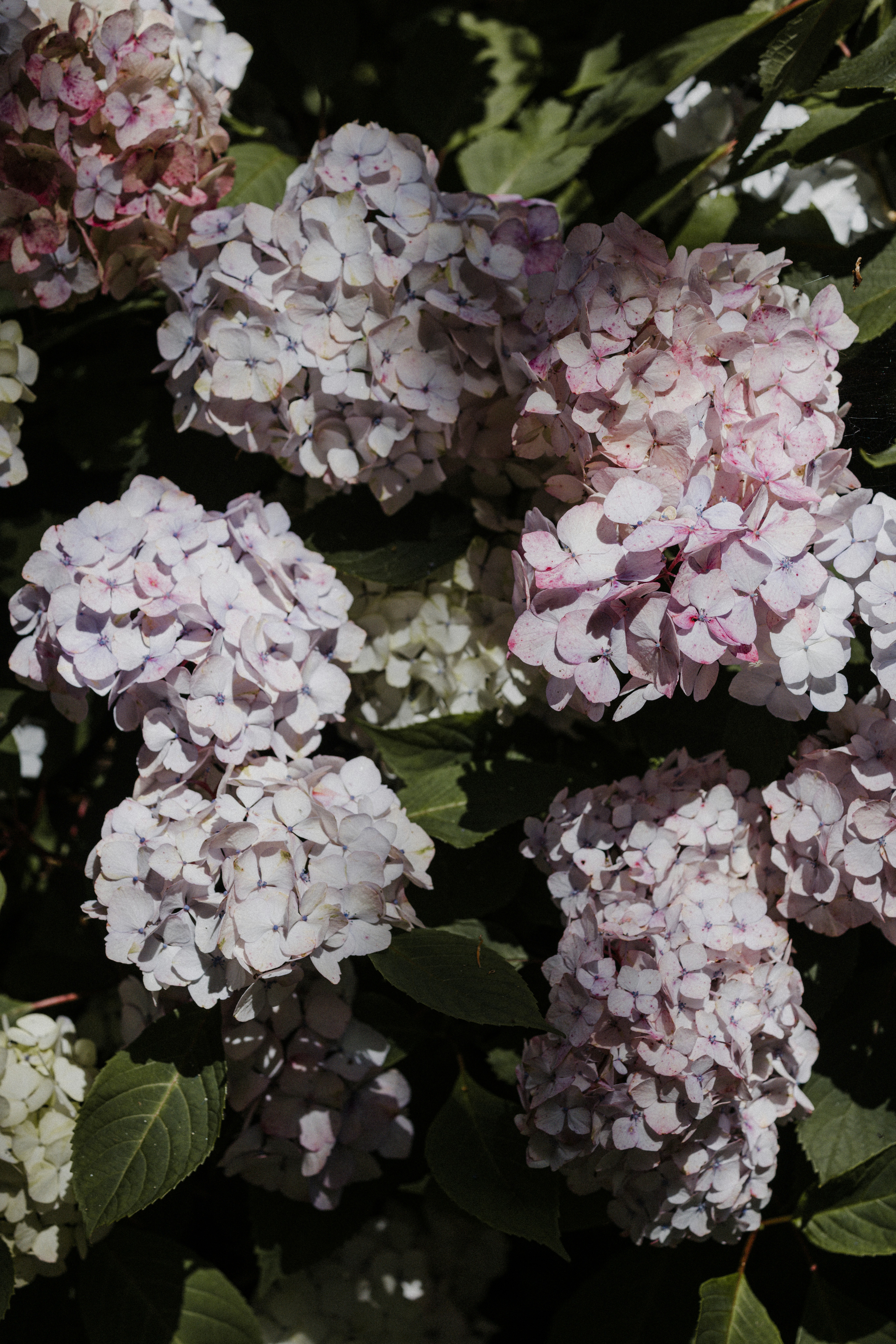 Photo by anniespratt