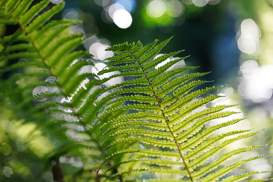 A single green fern leaf in close-up detail