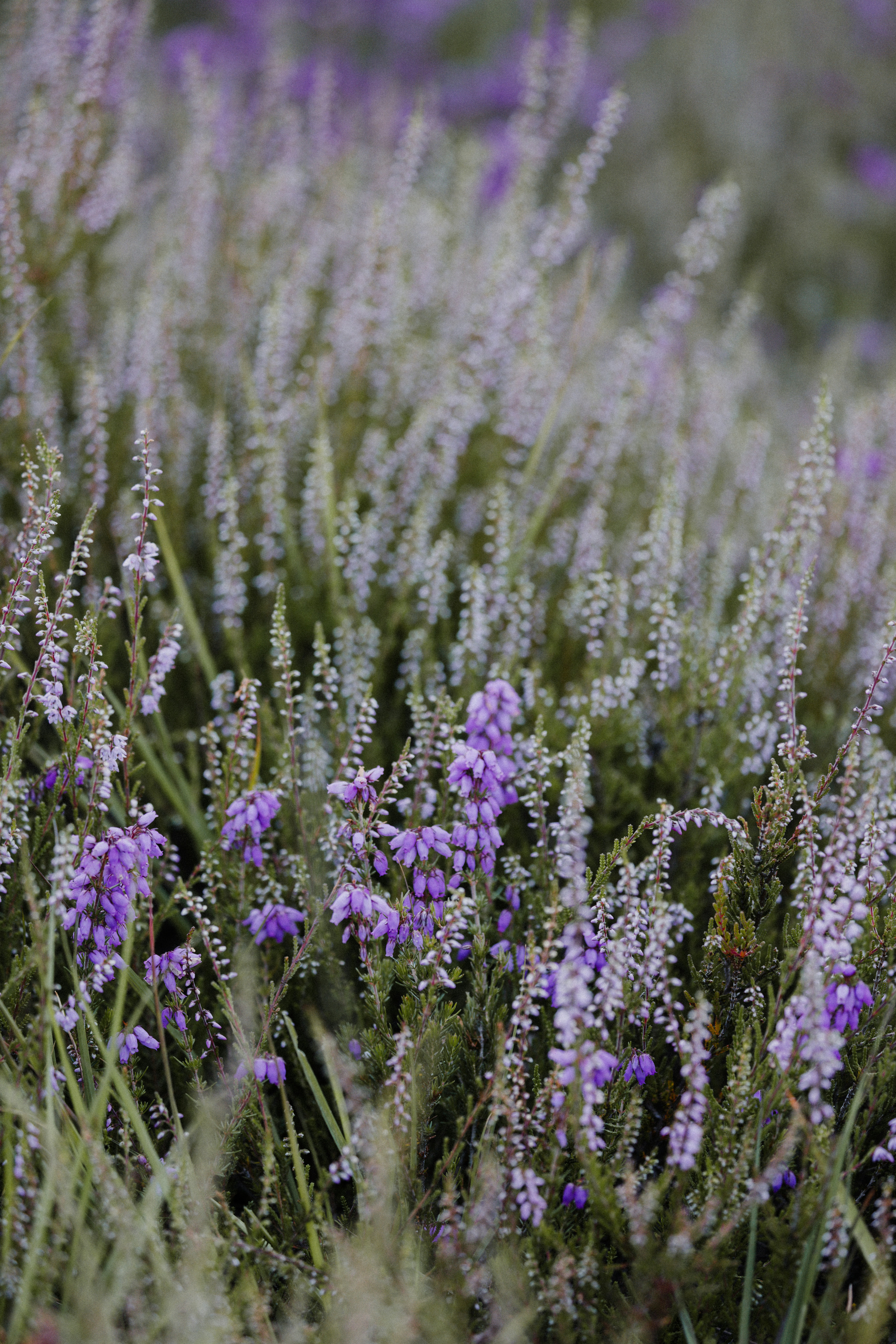 Photo by anniespratt