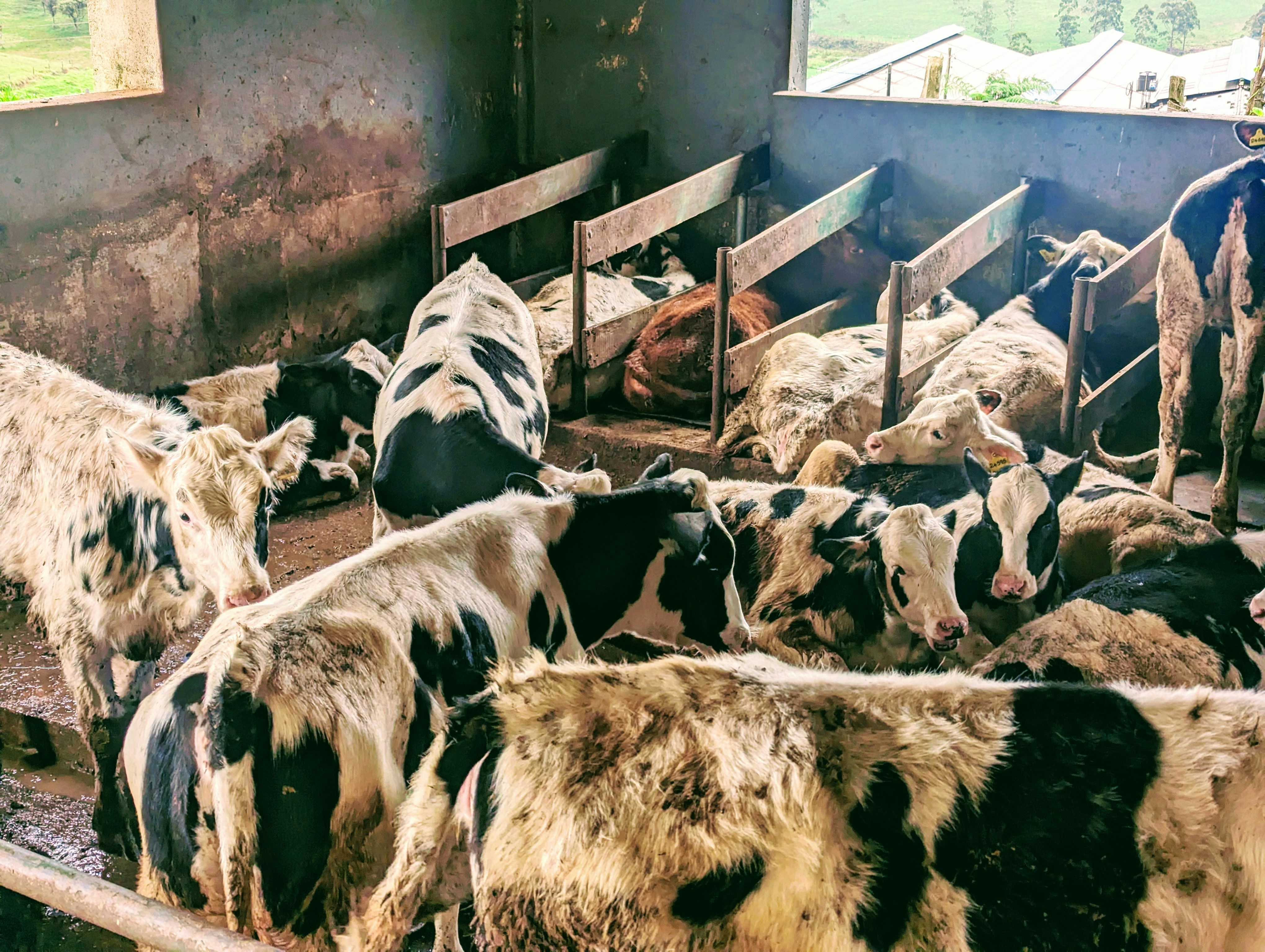 Animal Welfare Concerns: The Heart of the Debate (image credits: unsplash)