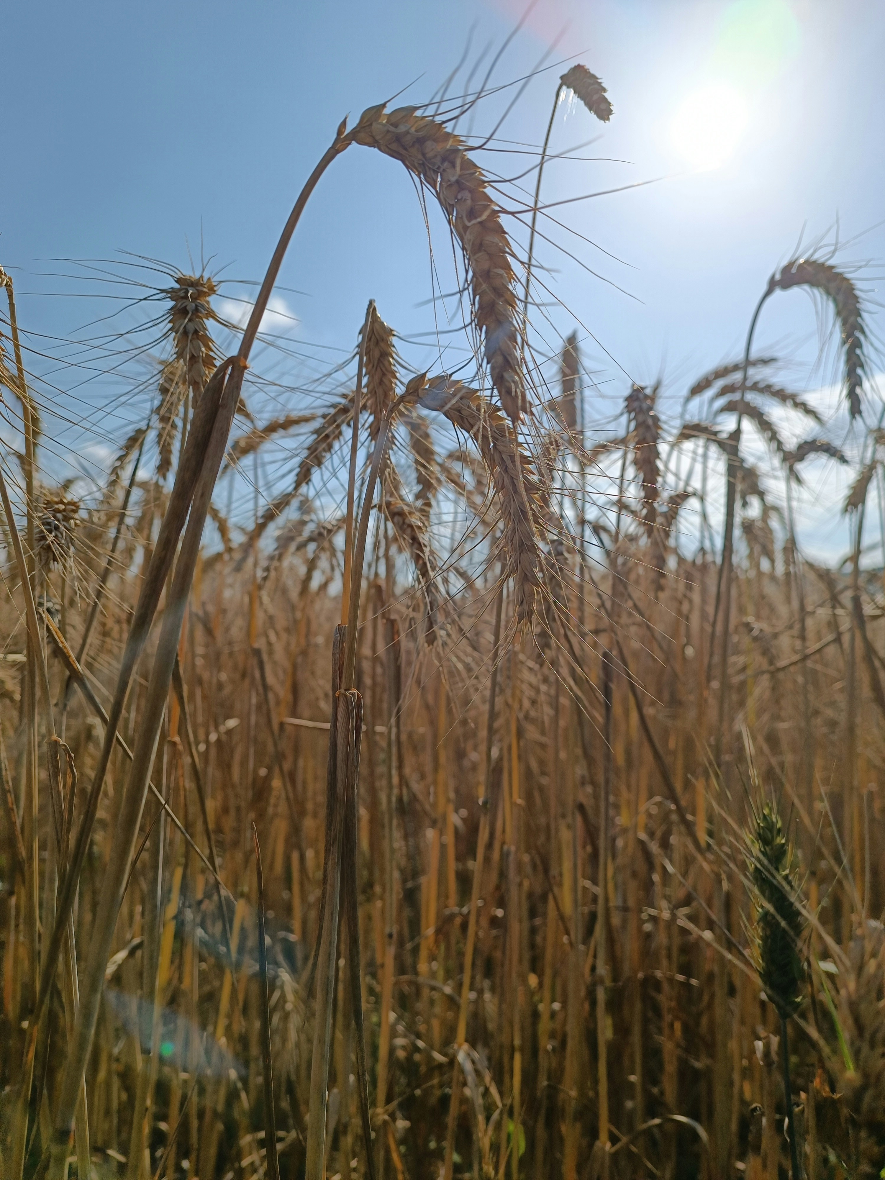 A field of wheat with the sun in the background
